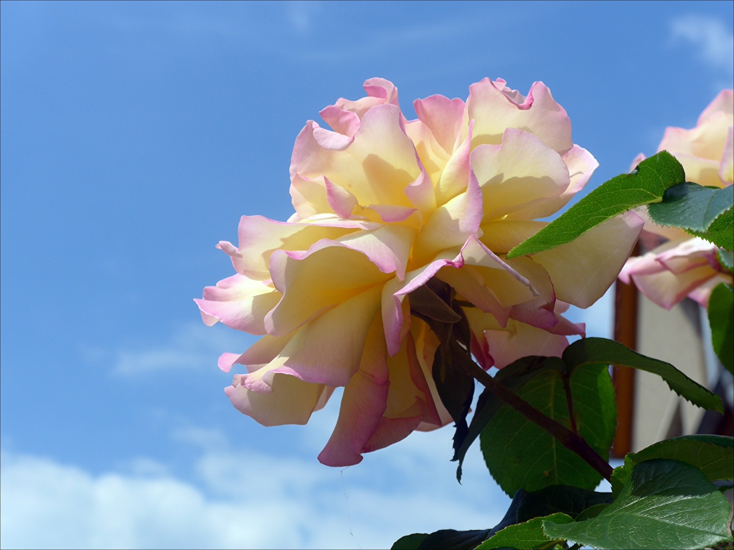Rosenblüte