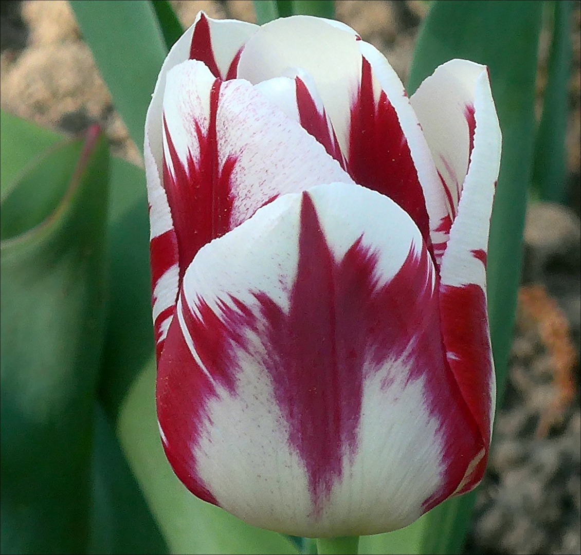 Tulpe