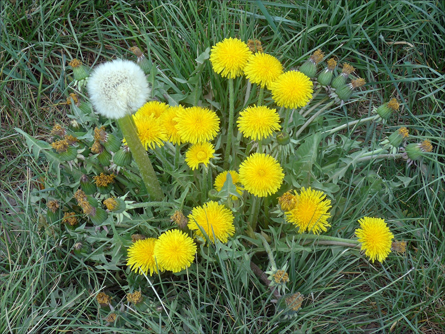 Löwenzahn