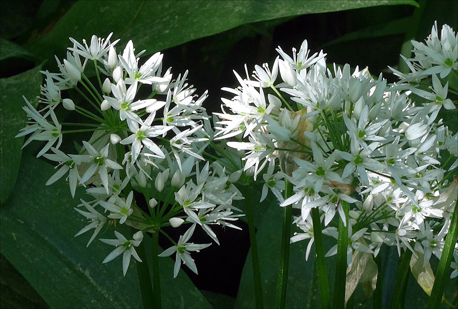 Bärlauchblüte