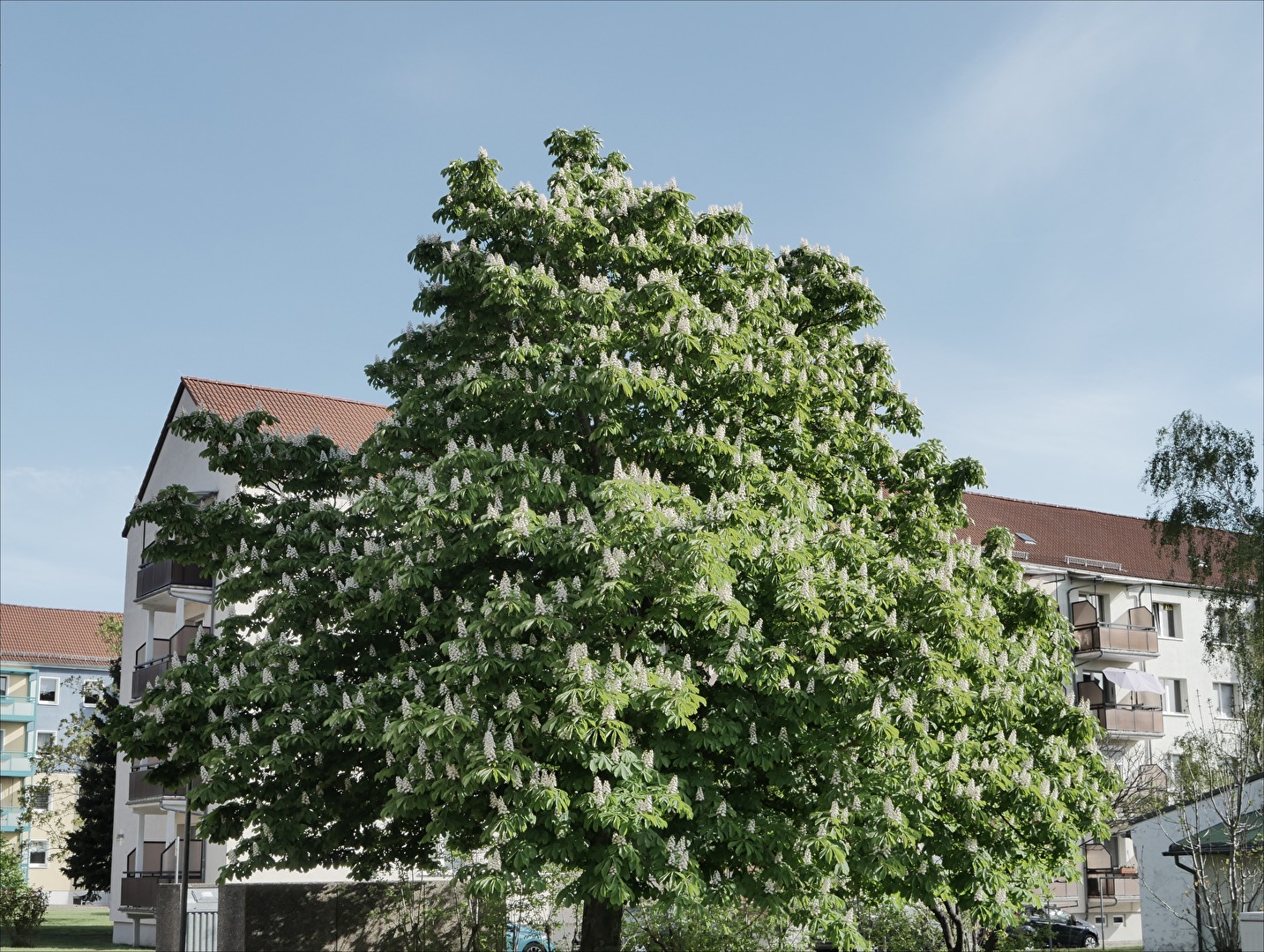 Kastanienbaum