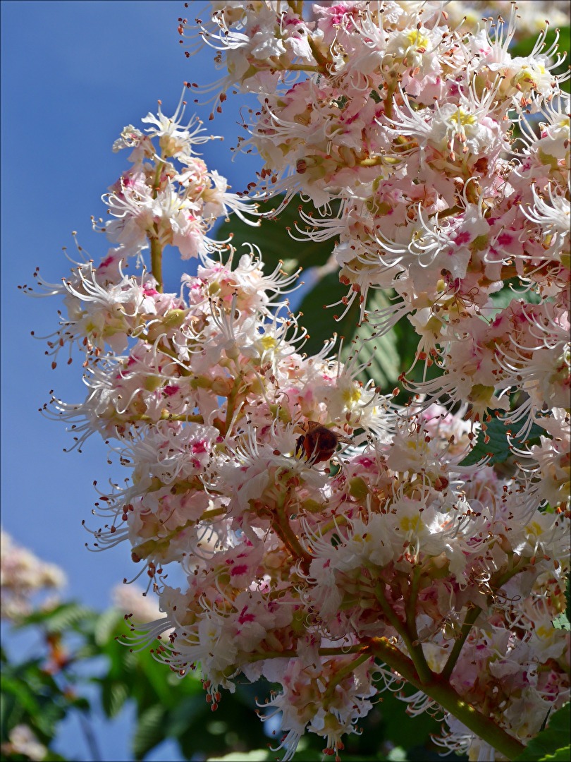 Kastanienblüten