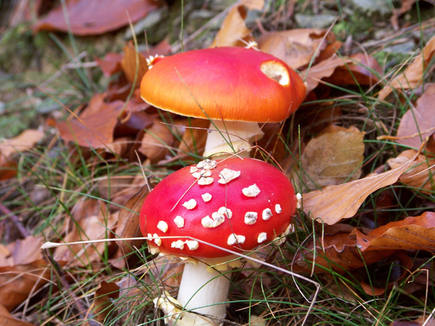 Pilze