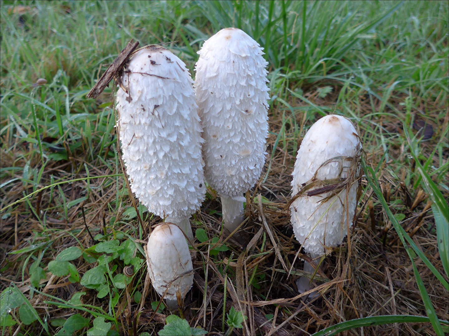Pilze