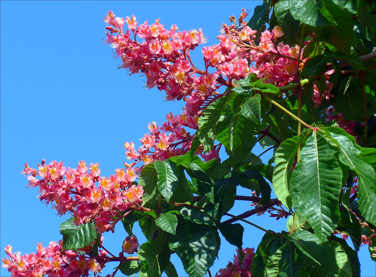 Kastanienblüten