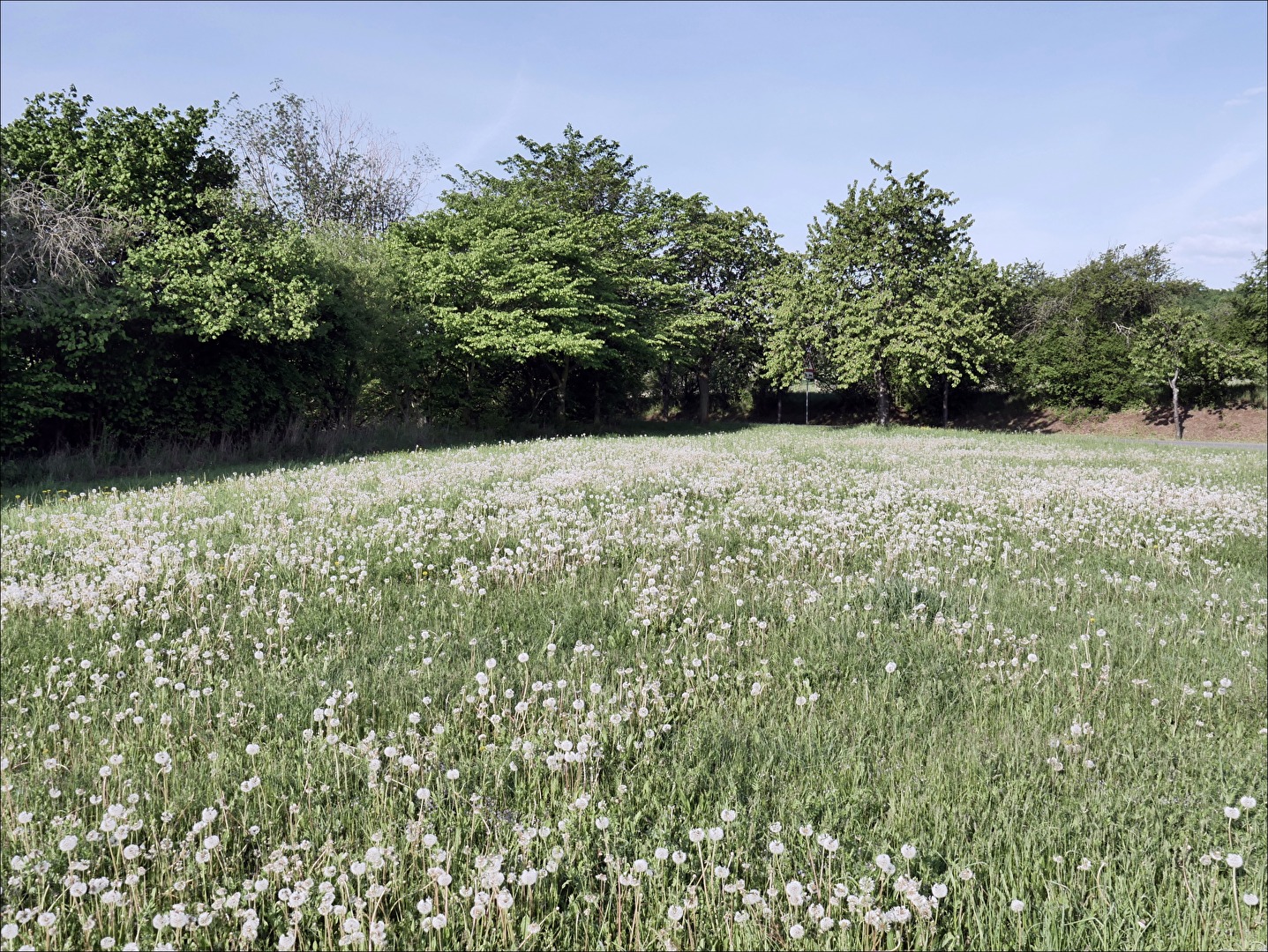 "Pusteblumenwiese"