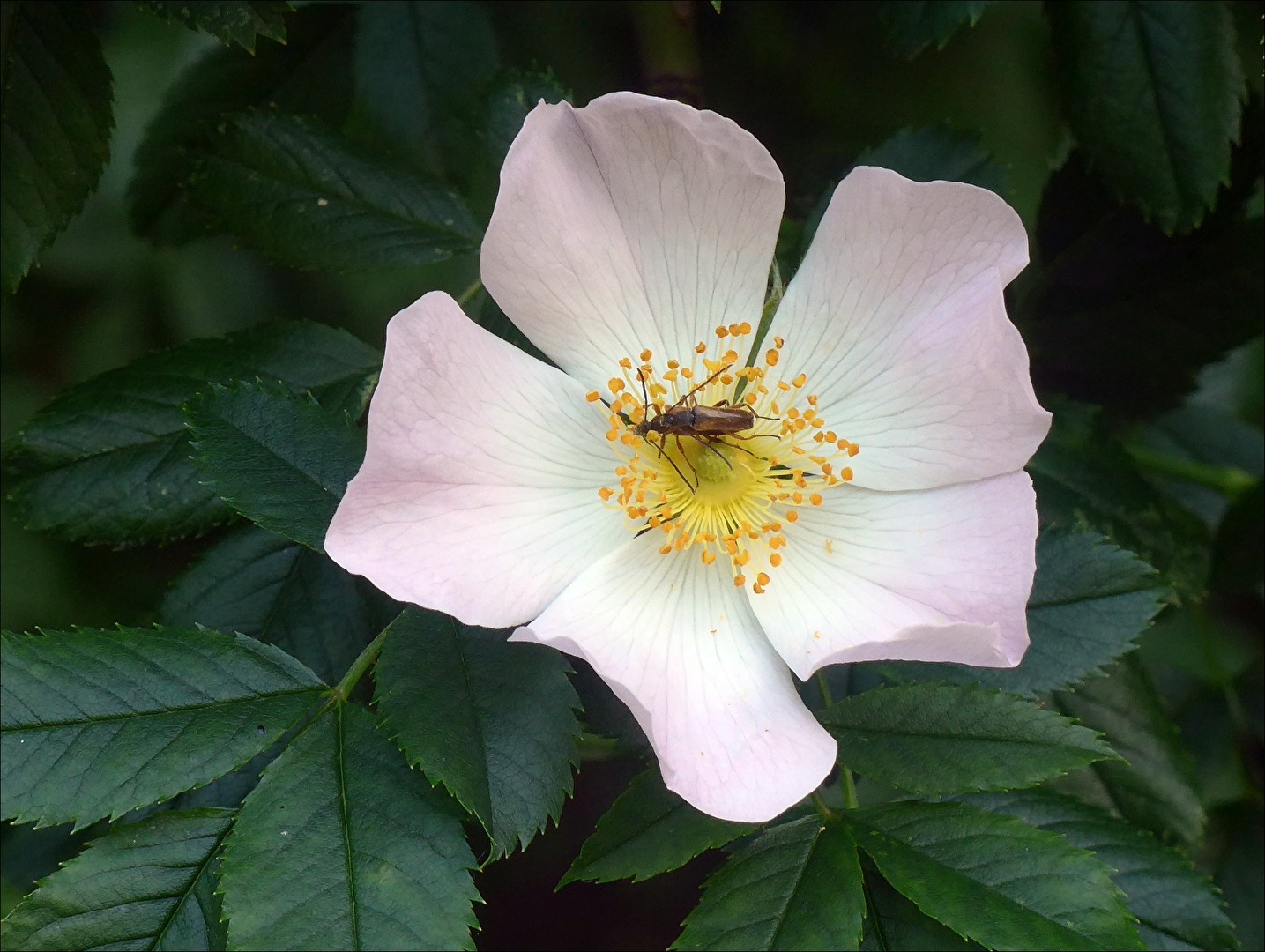 Heckenrose