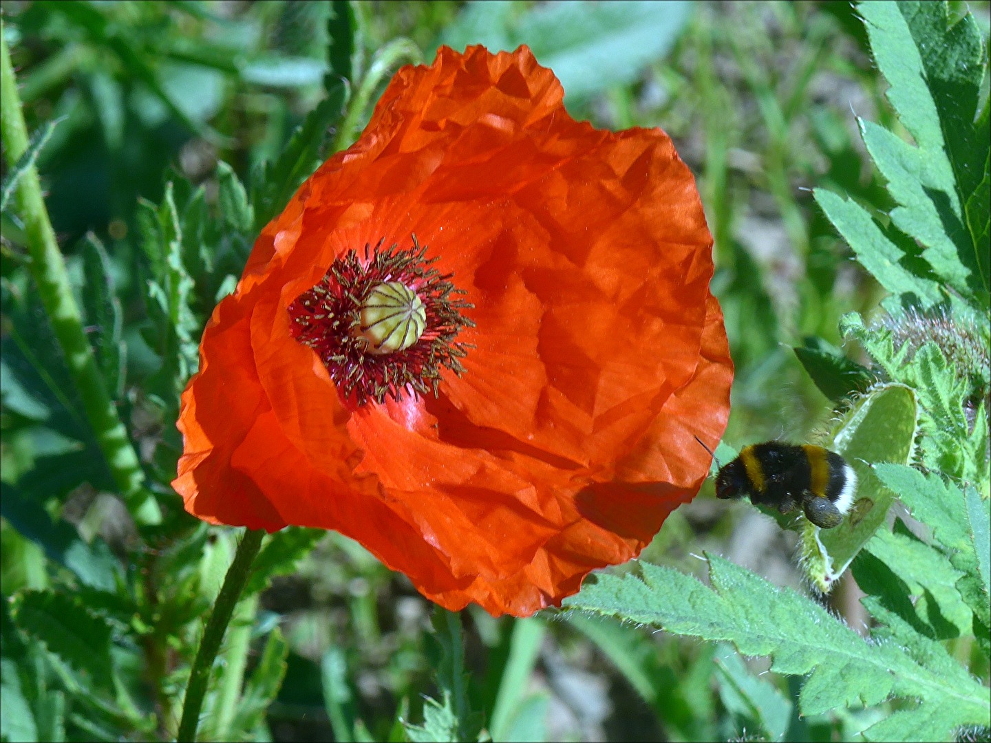 Mohnblüte