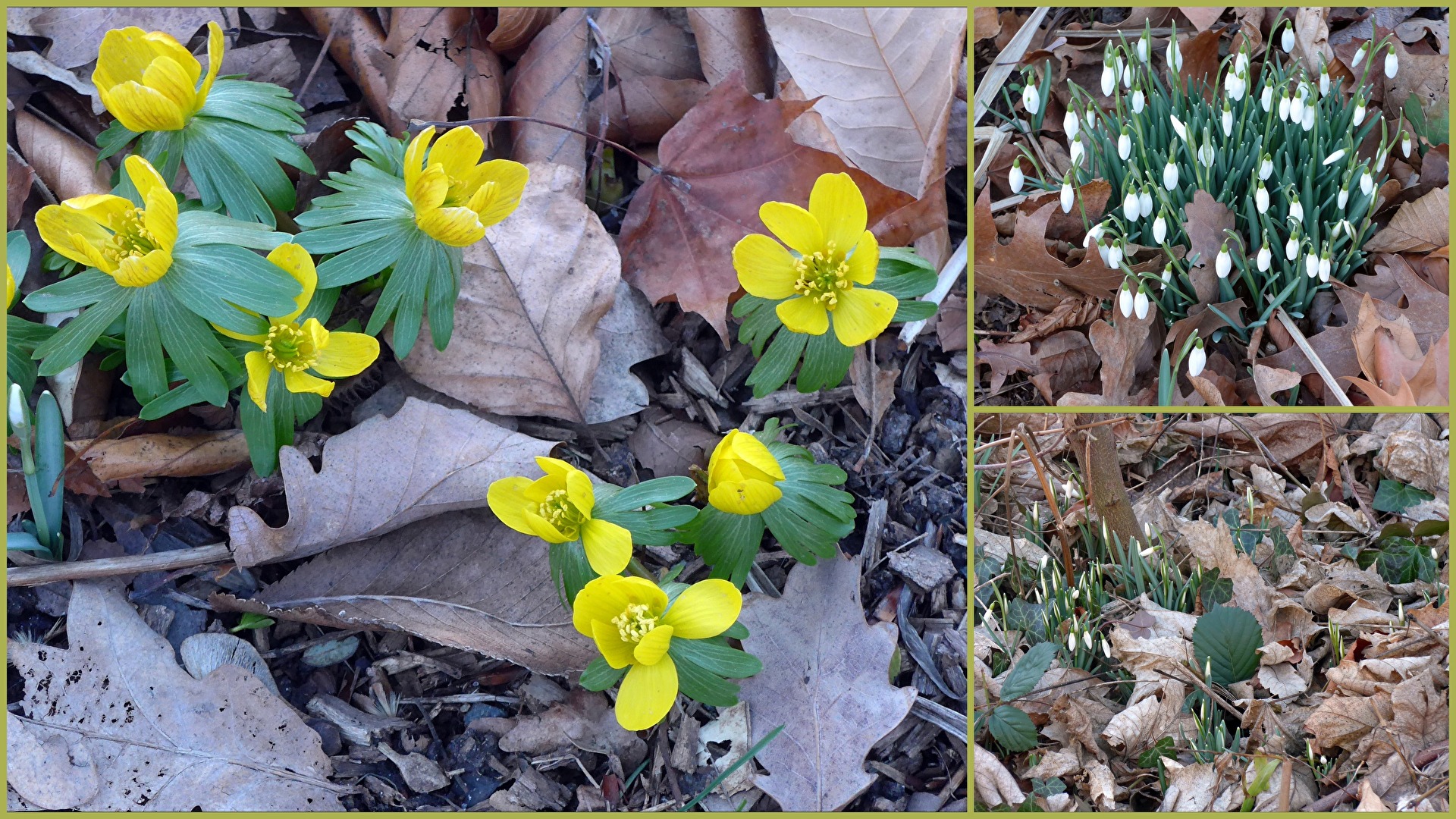 Harbingers of Spring