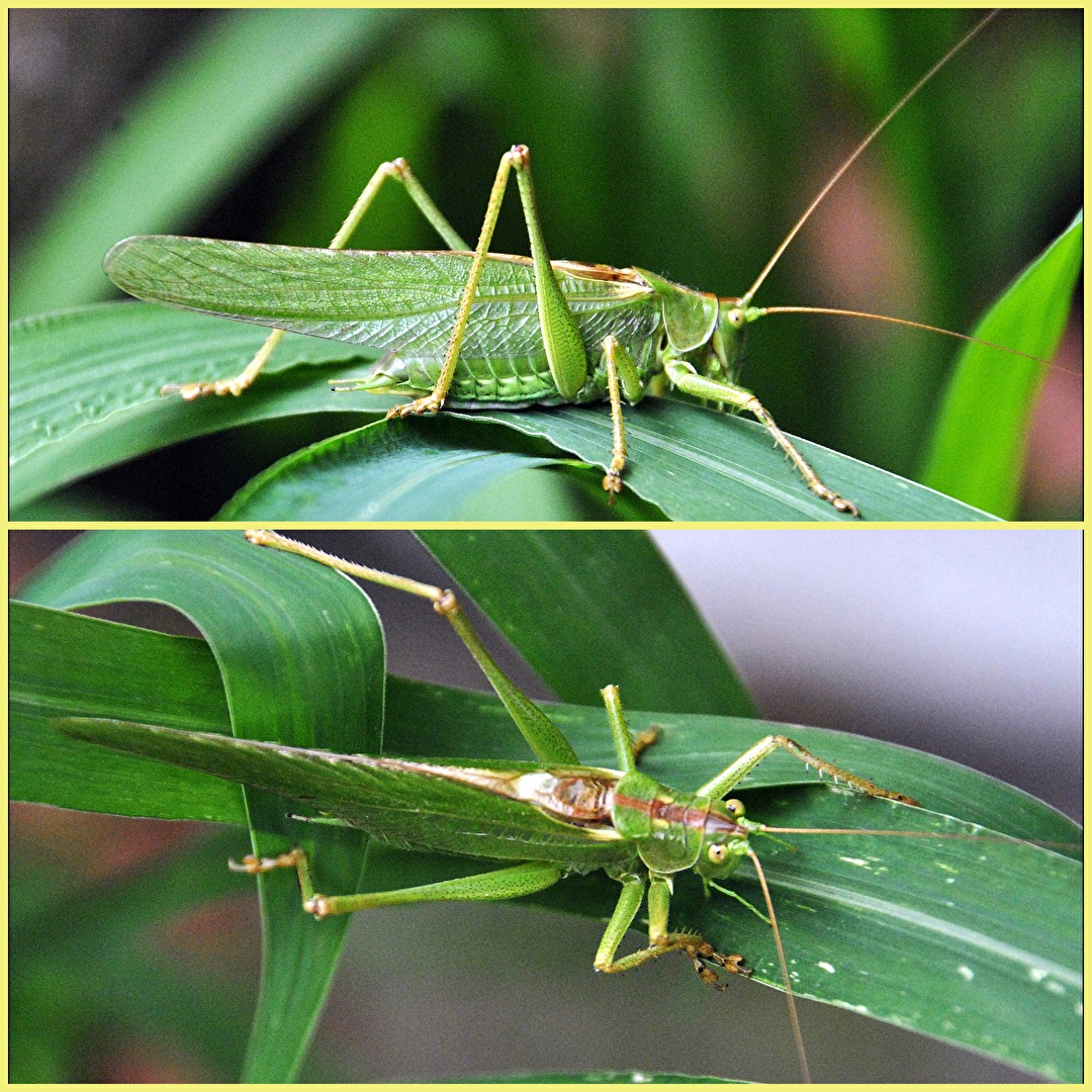 der Grashüpfer