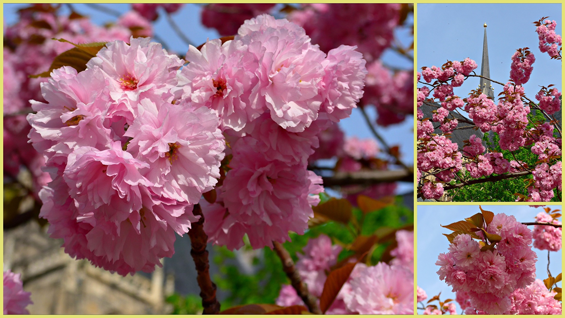 japanische Zierkirsche 1