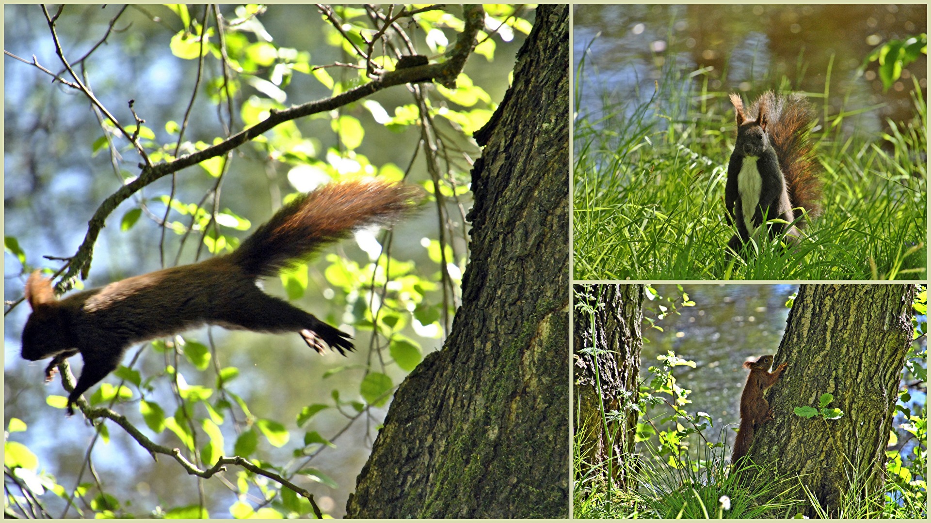 Eichhörnchen