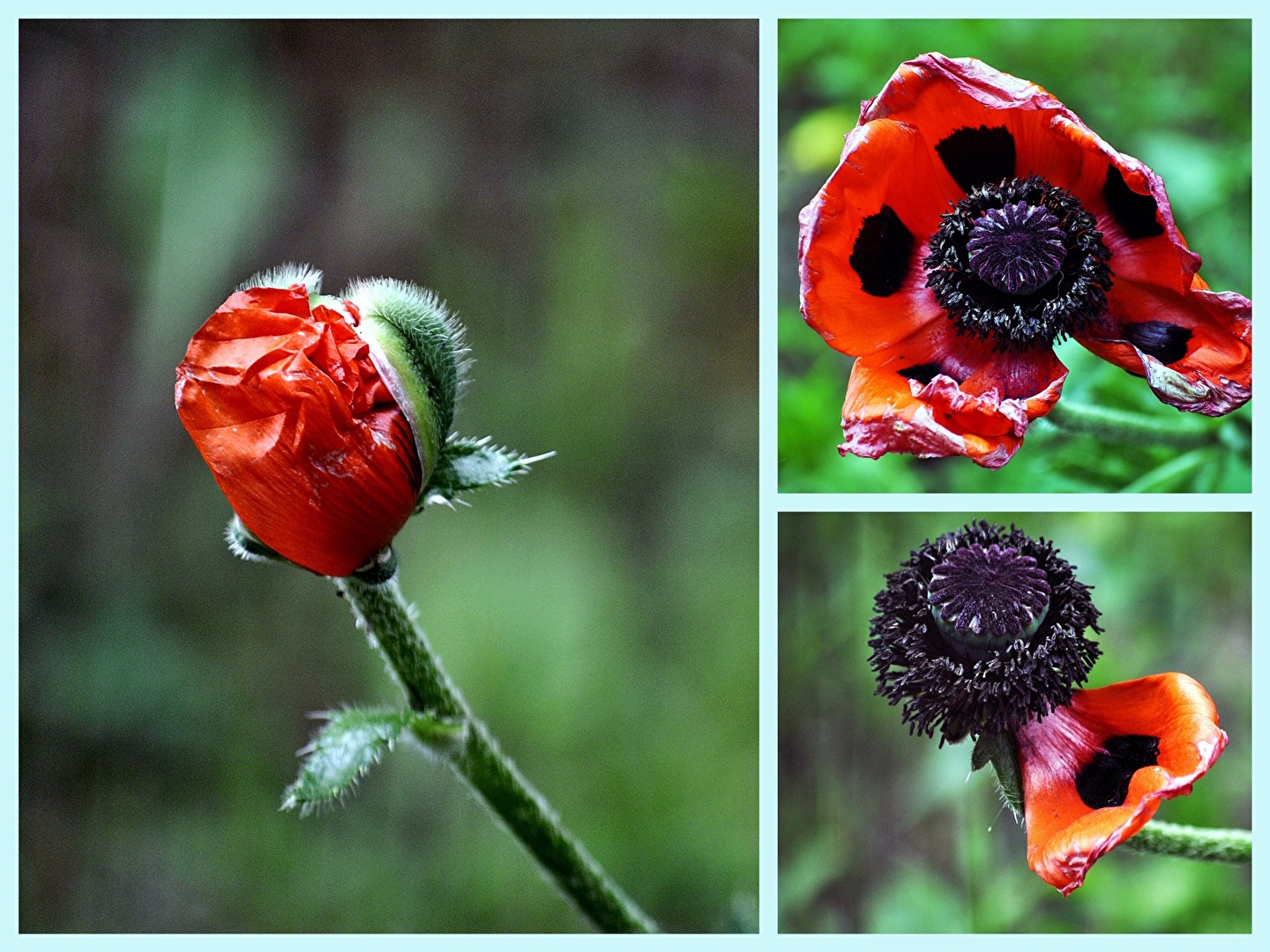 Mohnblüte