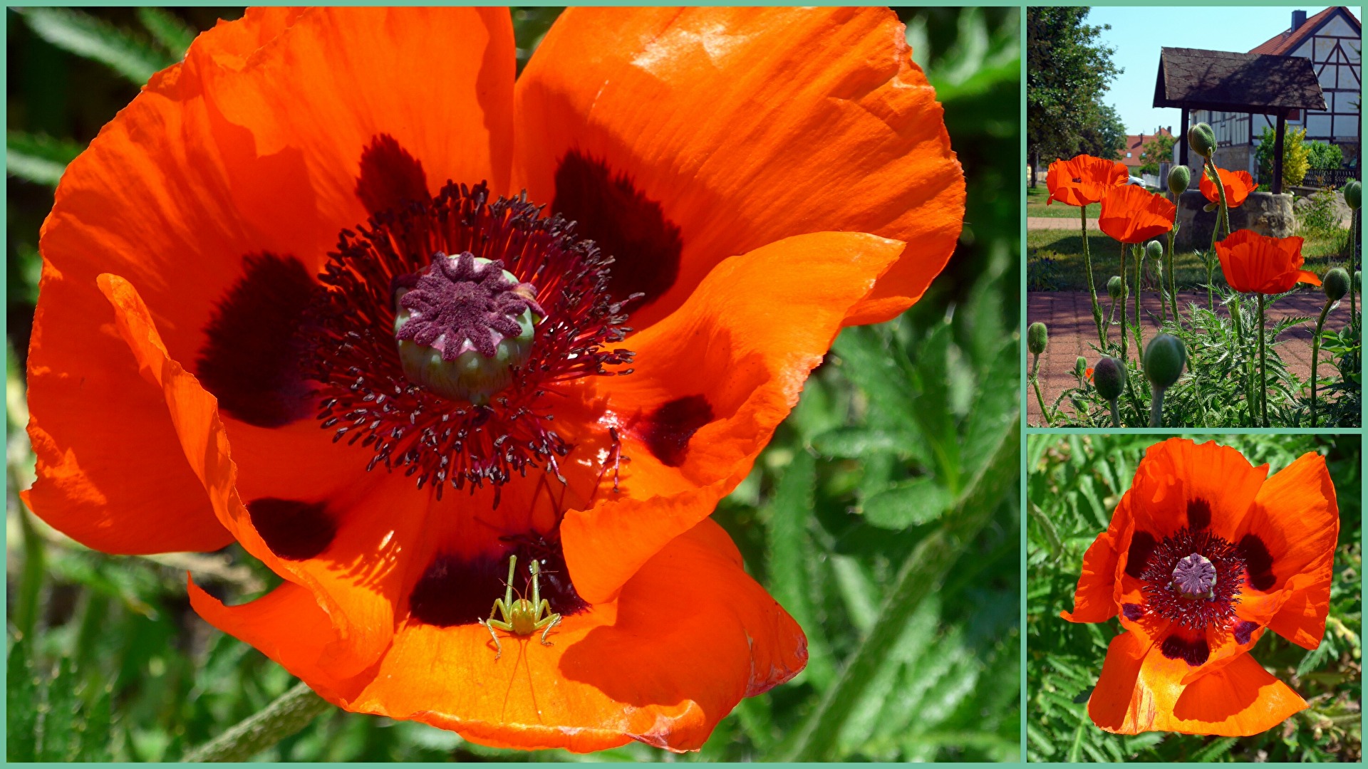 Mohnblüten