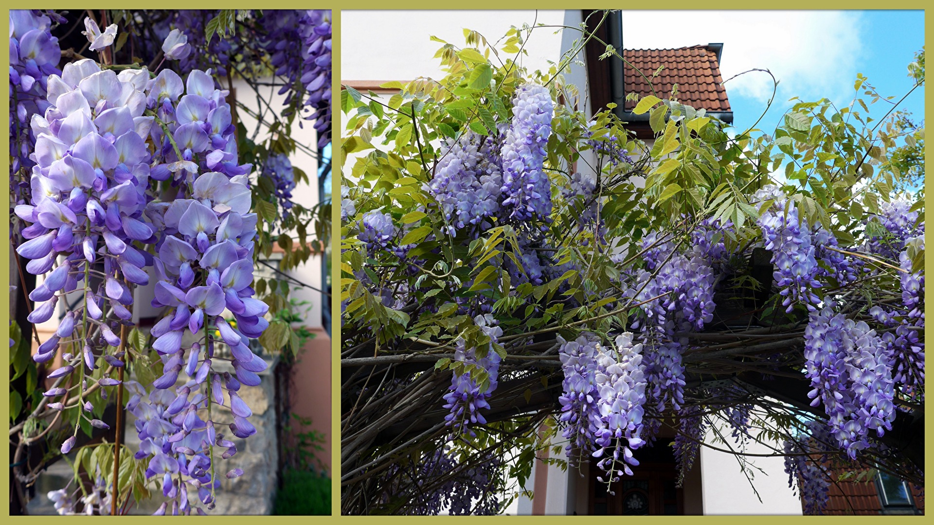 Glycine