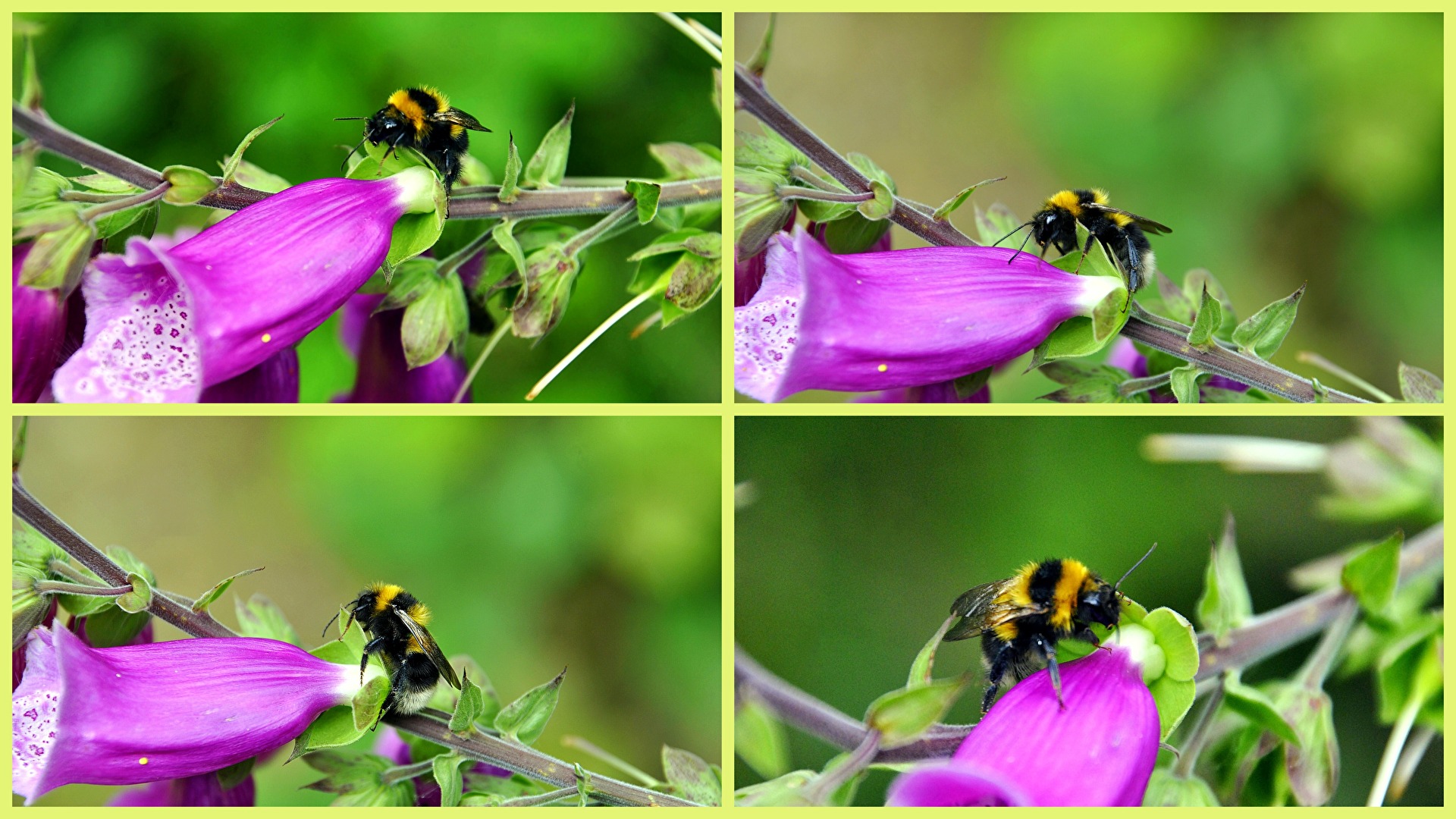 fleißige Hummel