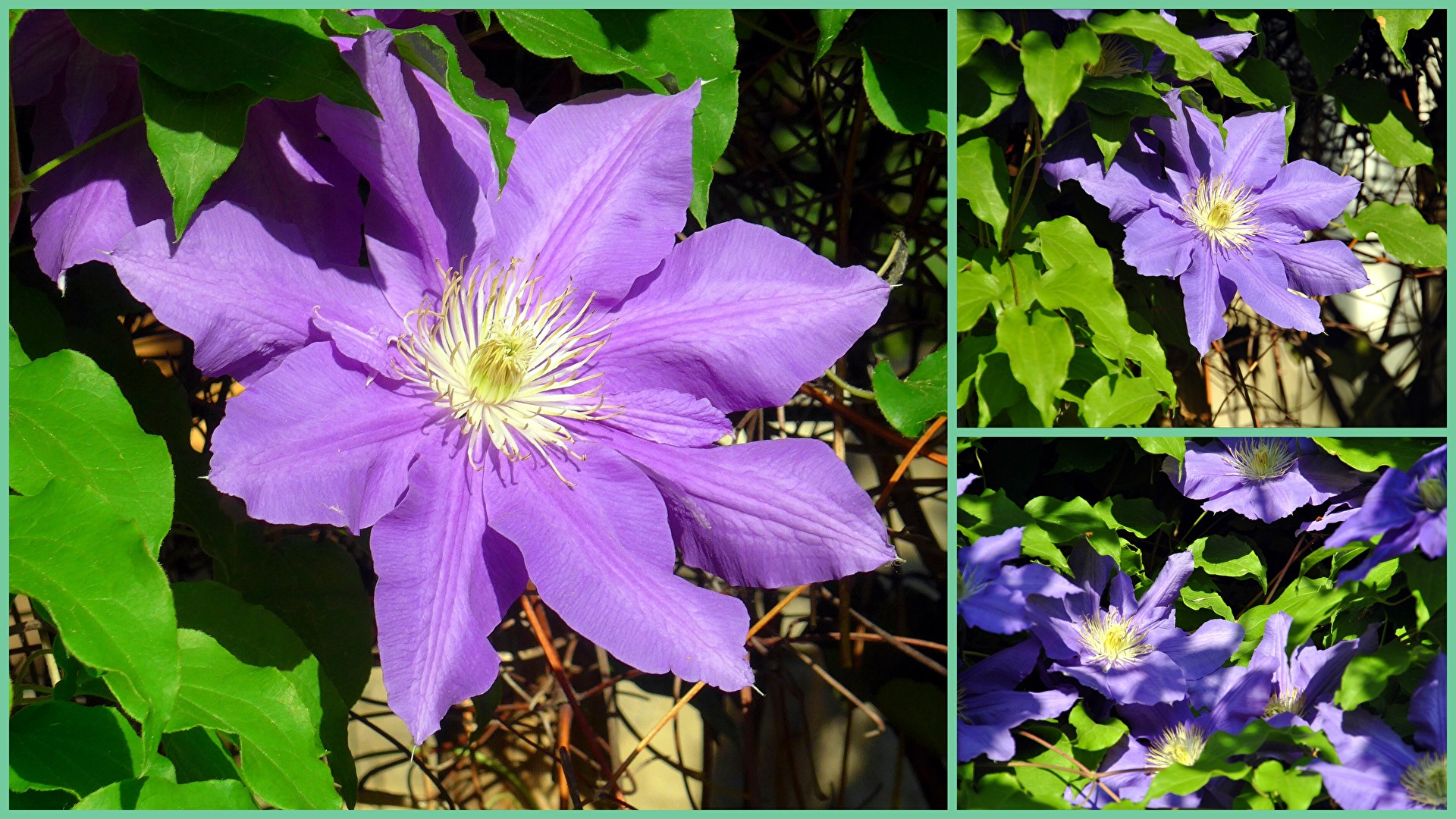Clematis