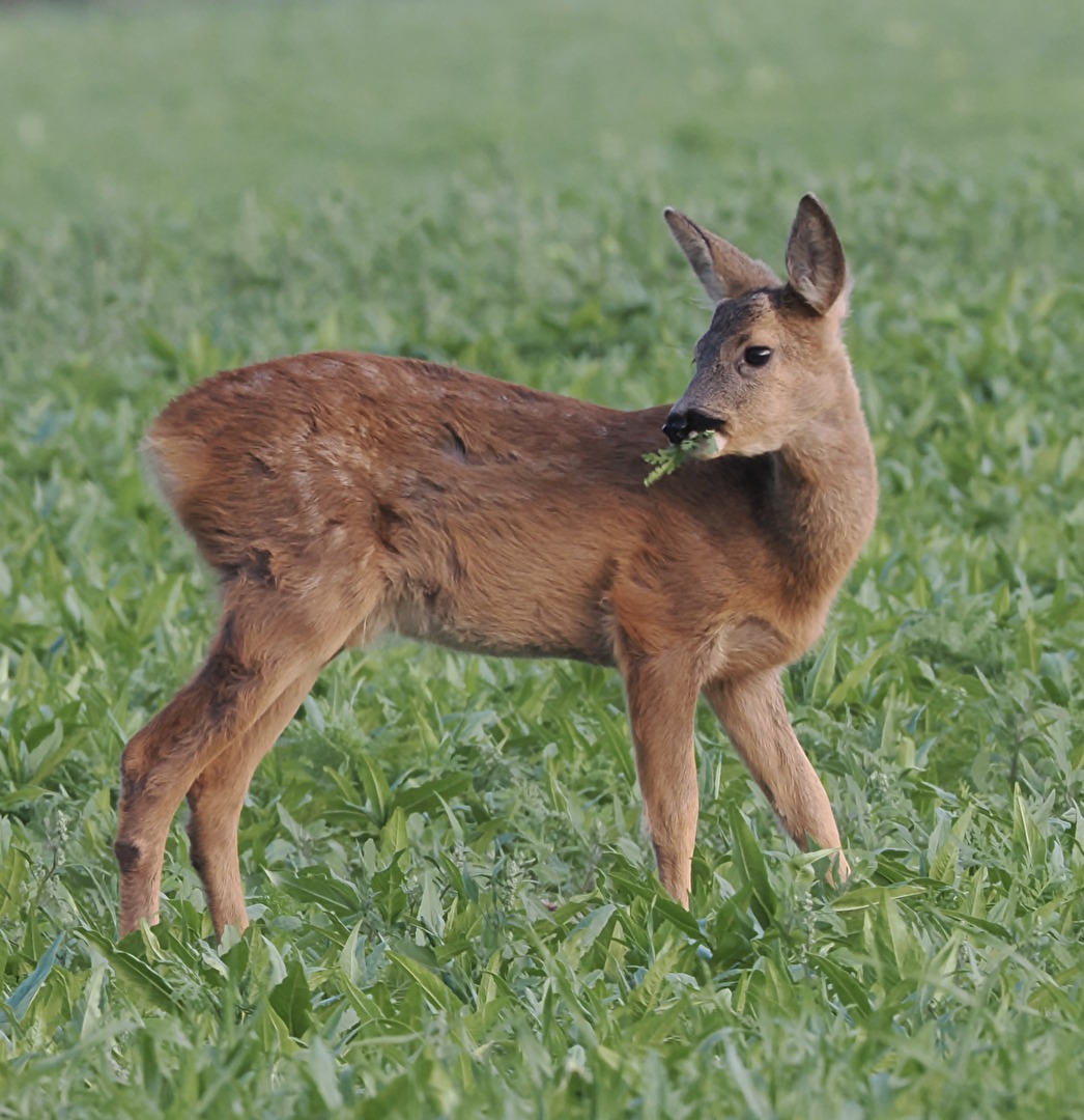 Fawn