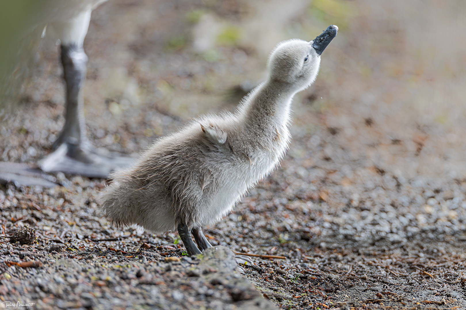 stretch and shake...