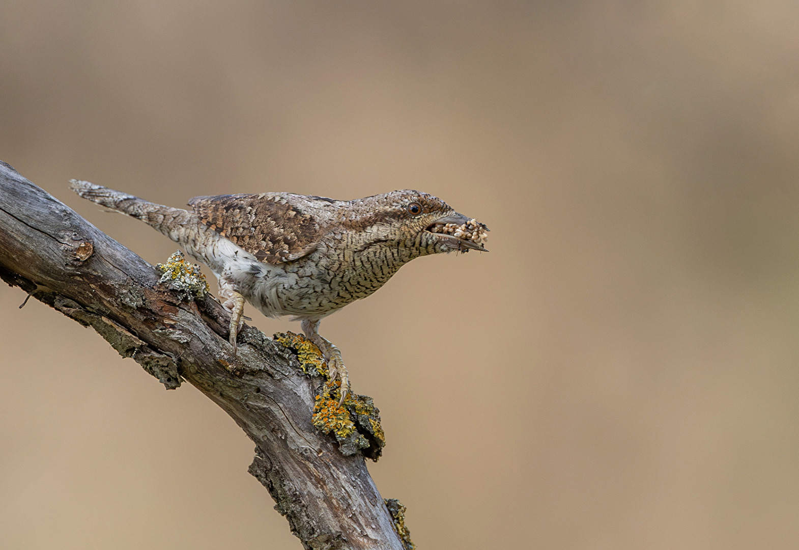 Eurasische Wendehals (Jynx Torquilla) mit Ameise Eiern