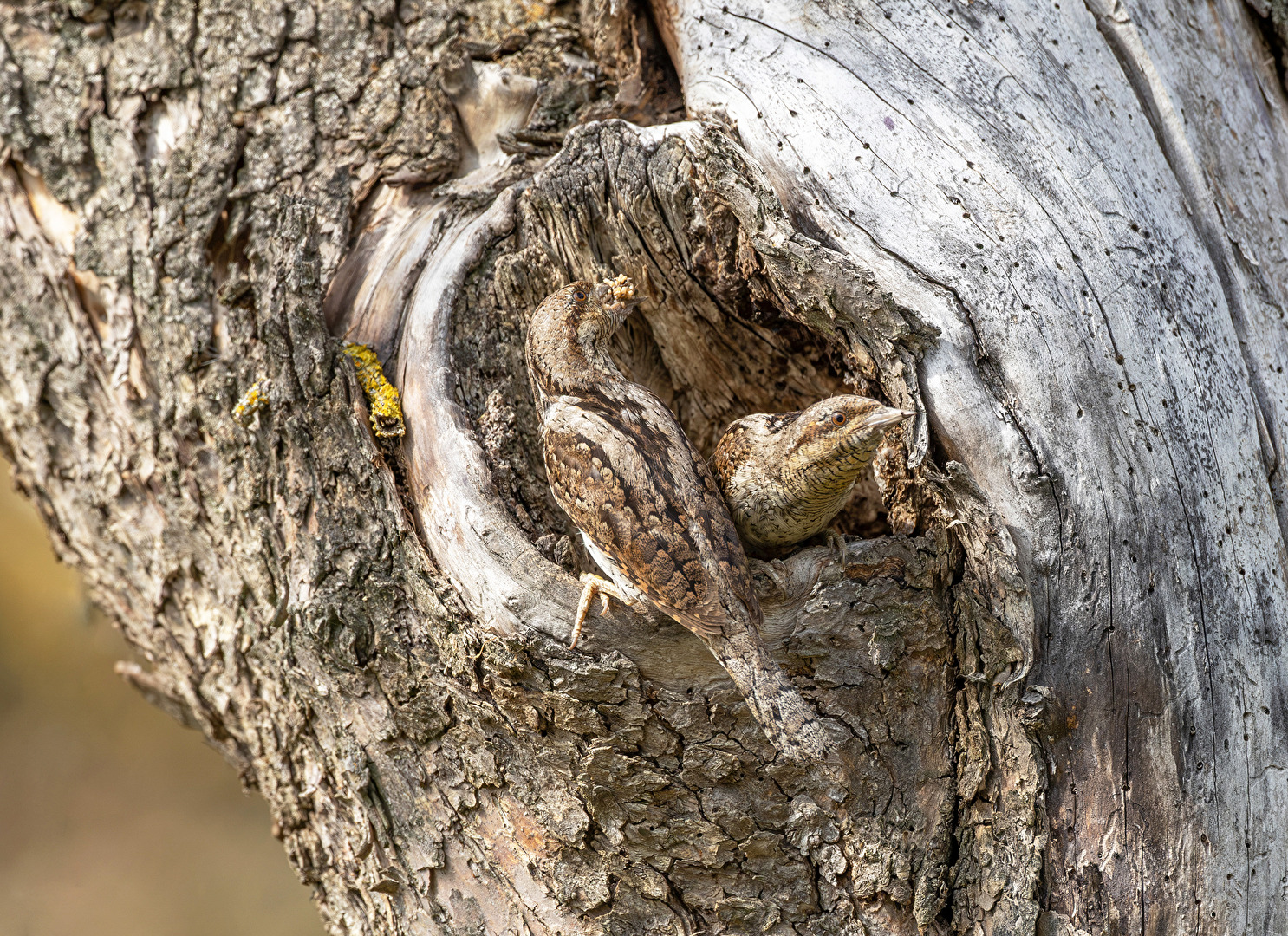 Wryneck Pair