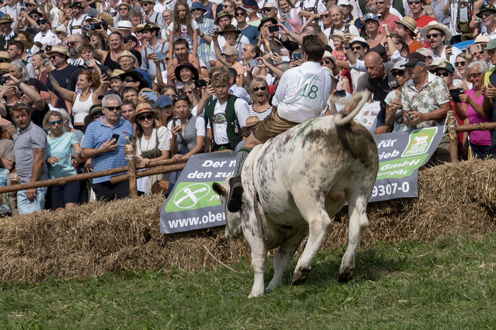 Ochsenrennen in Münsing
