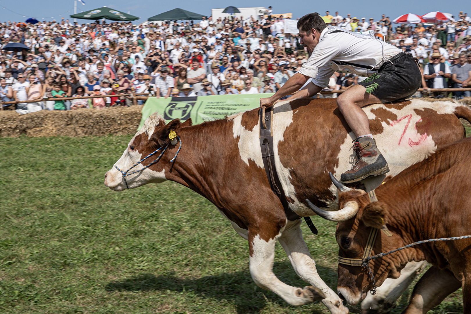 Ochsenrennen in Münsing