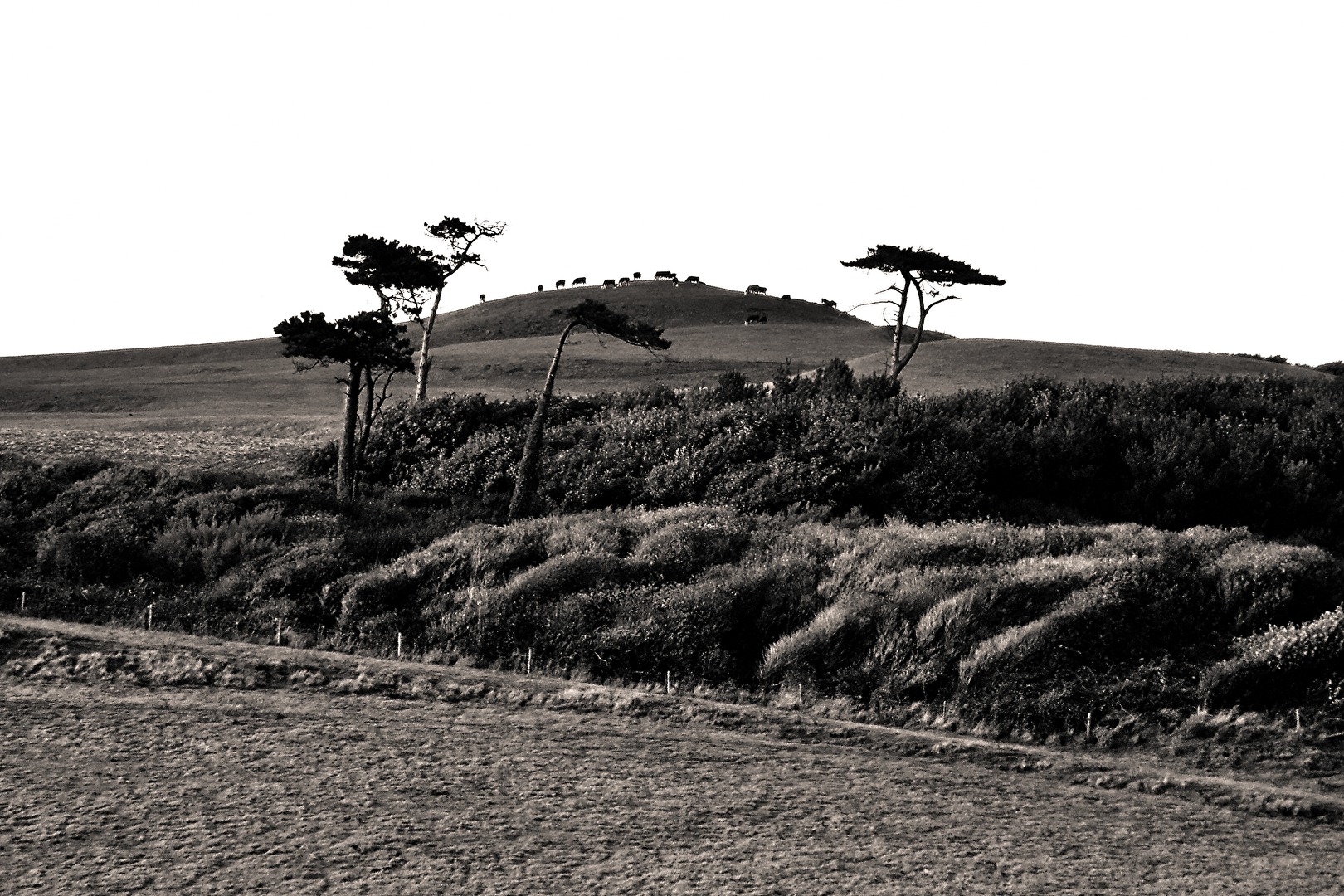 four trees and some cows on the hill
