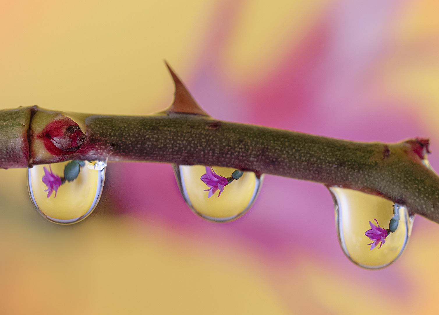 Wassertropen mit Blüte