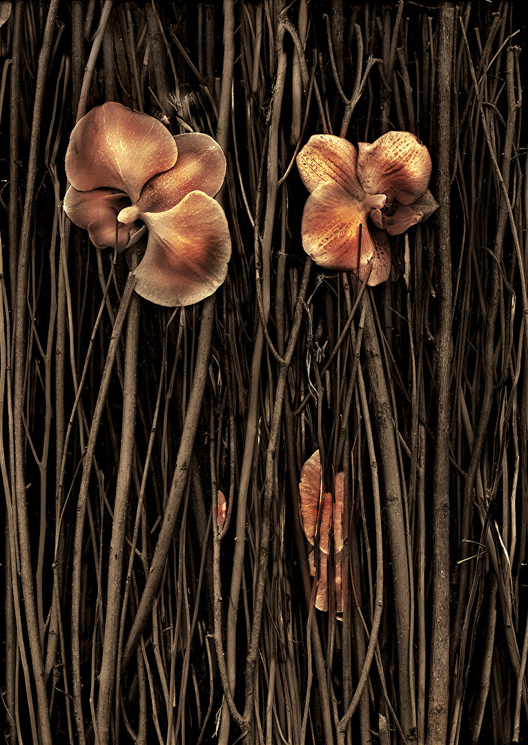 Magic garden (No.80)