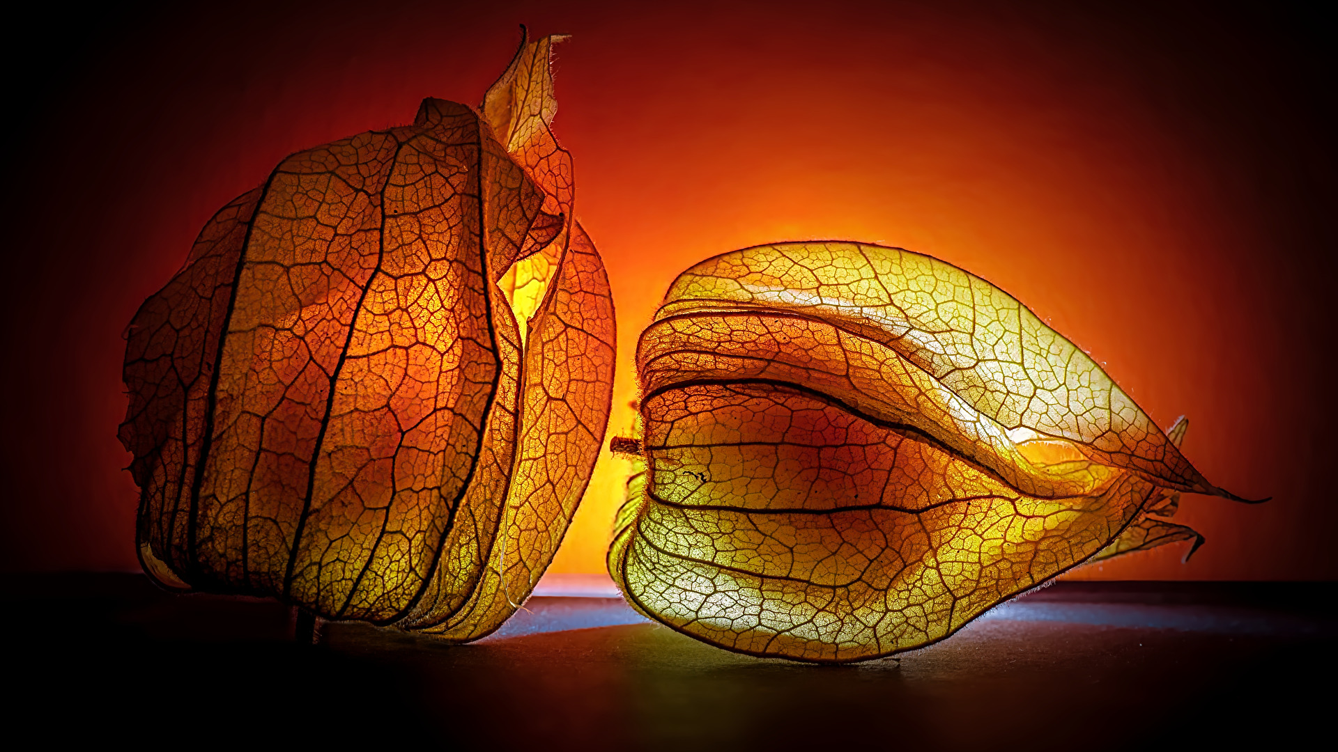 Lichtspiel _ mit der Physalis