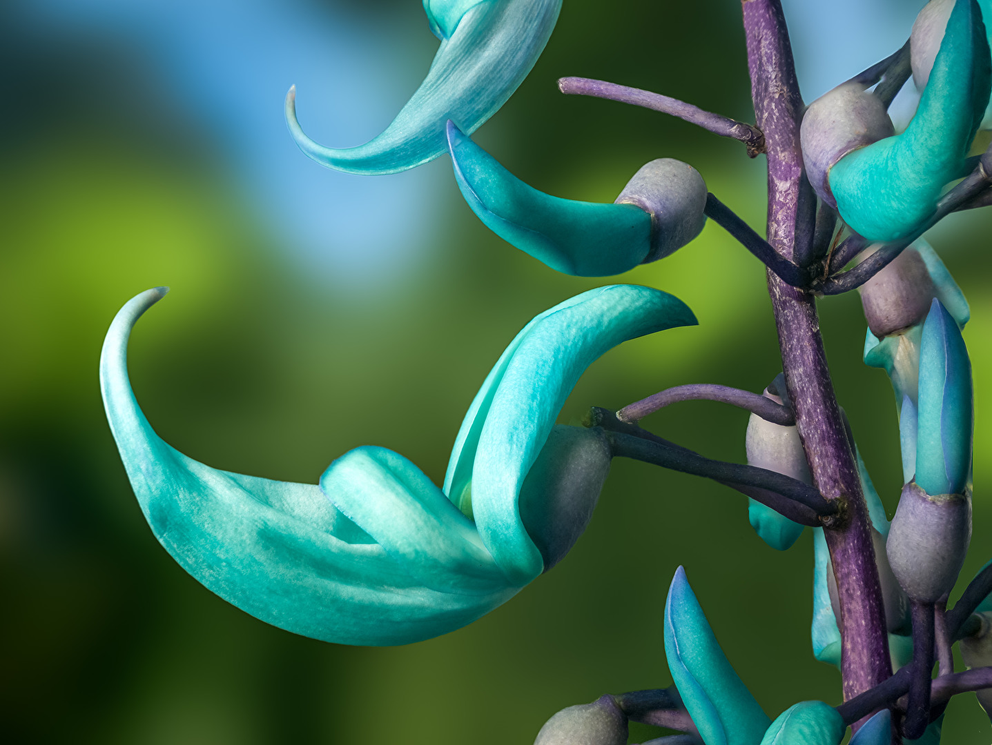 Strongylodon-macrobotrys - Jadewein