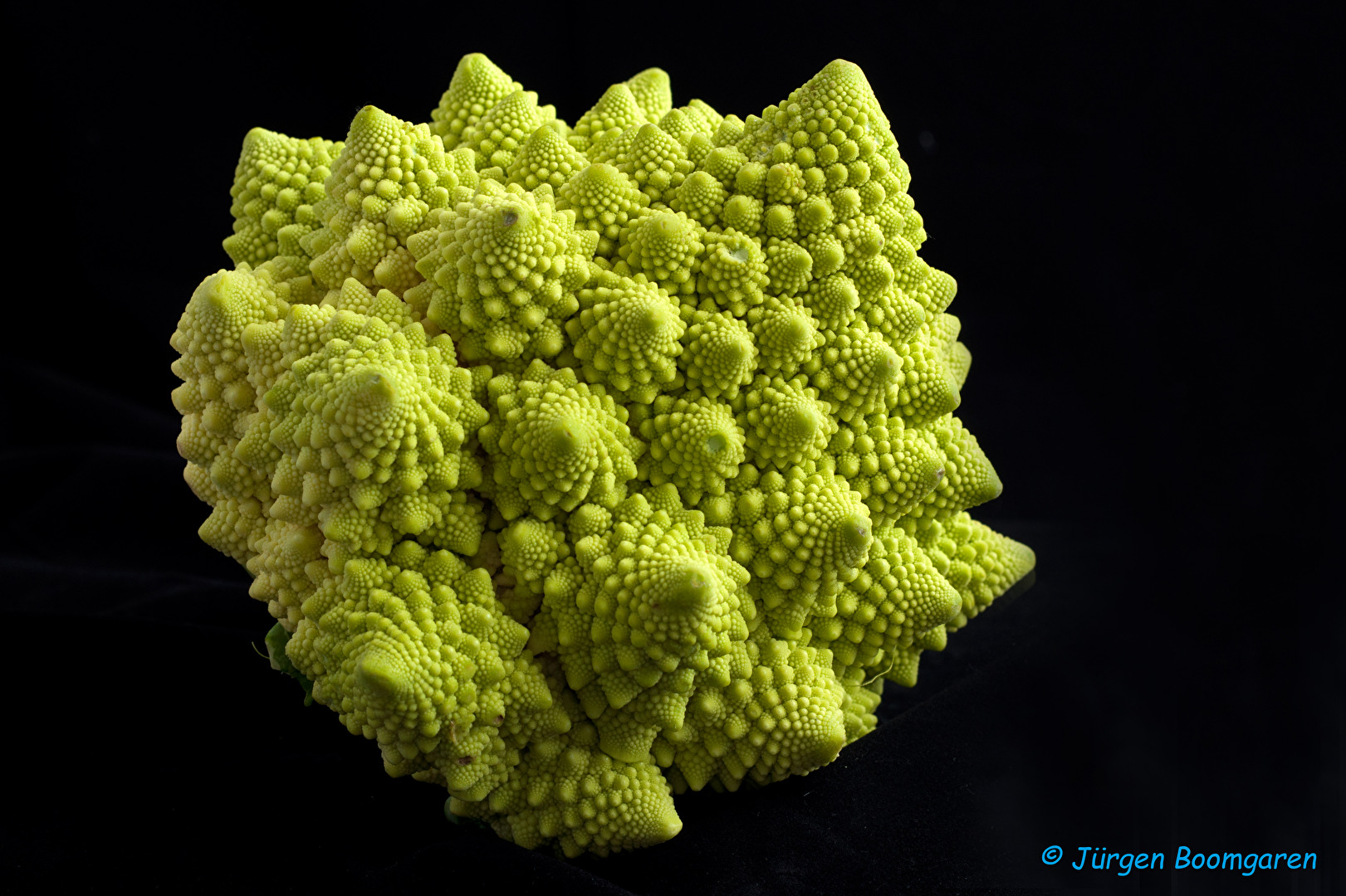 Romanesco (Tabletop)