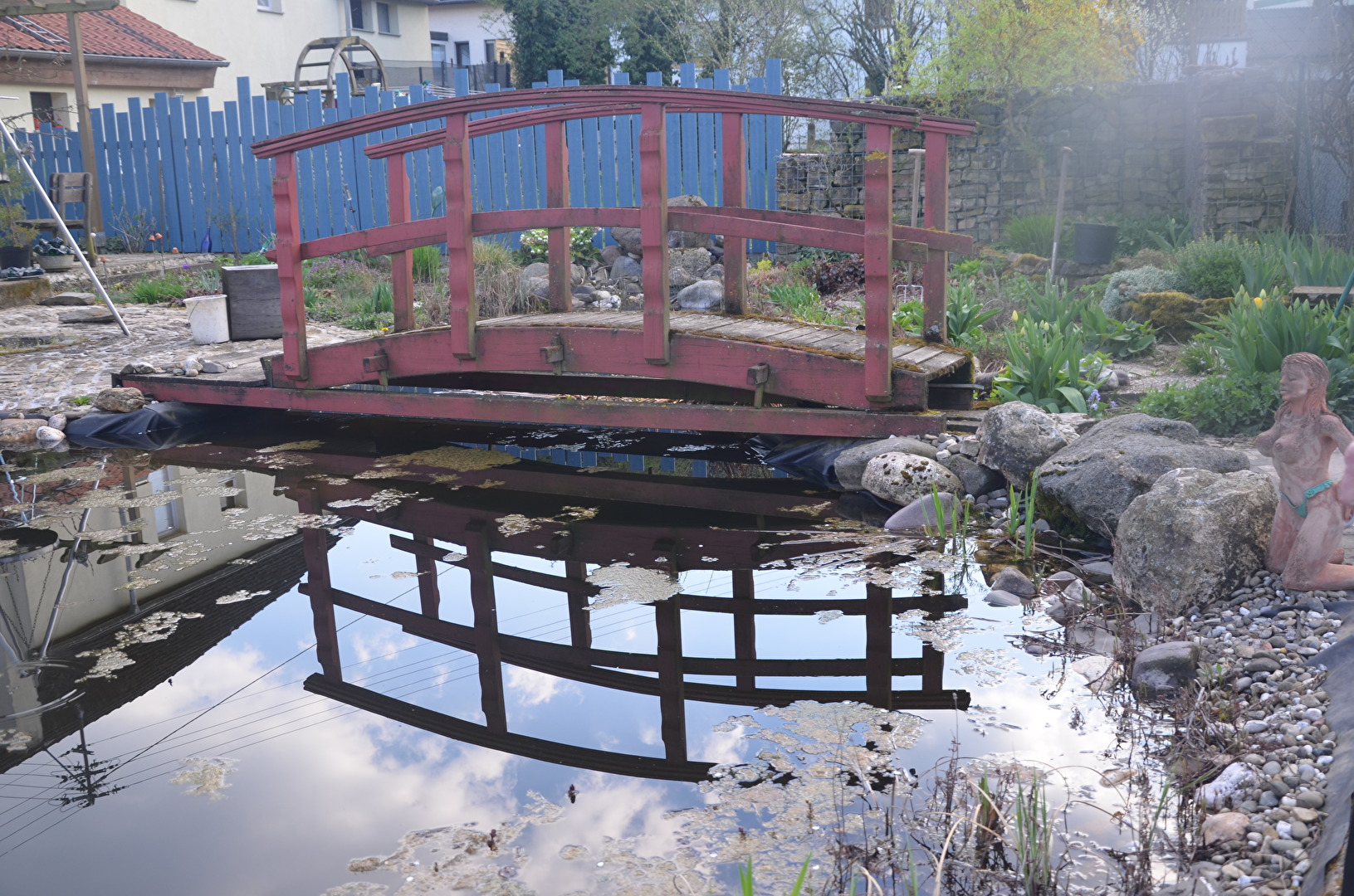 Der Froschteich in der  eifel