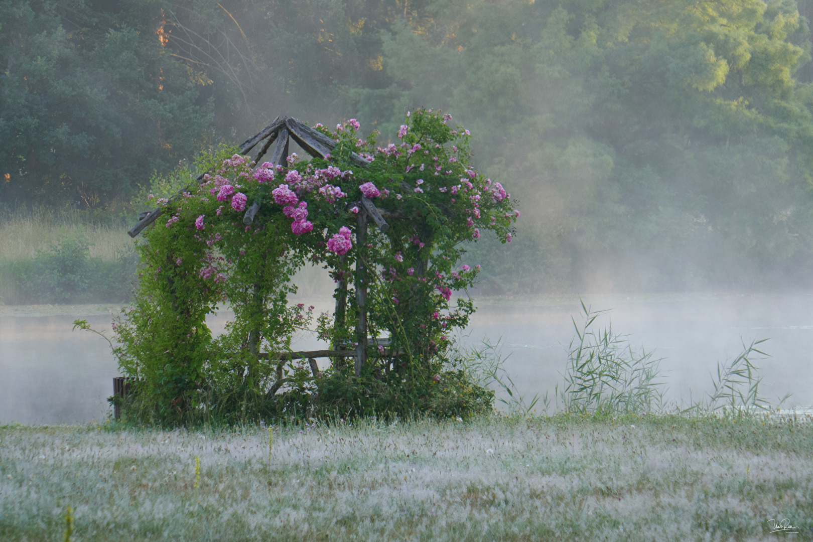 Rosenlaube im Wörlitzer Park