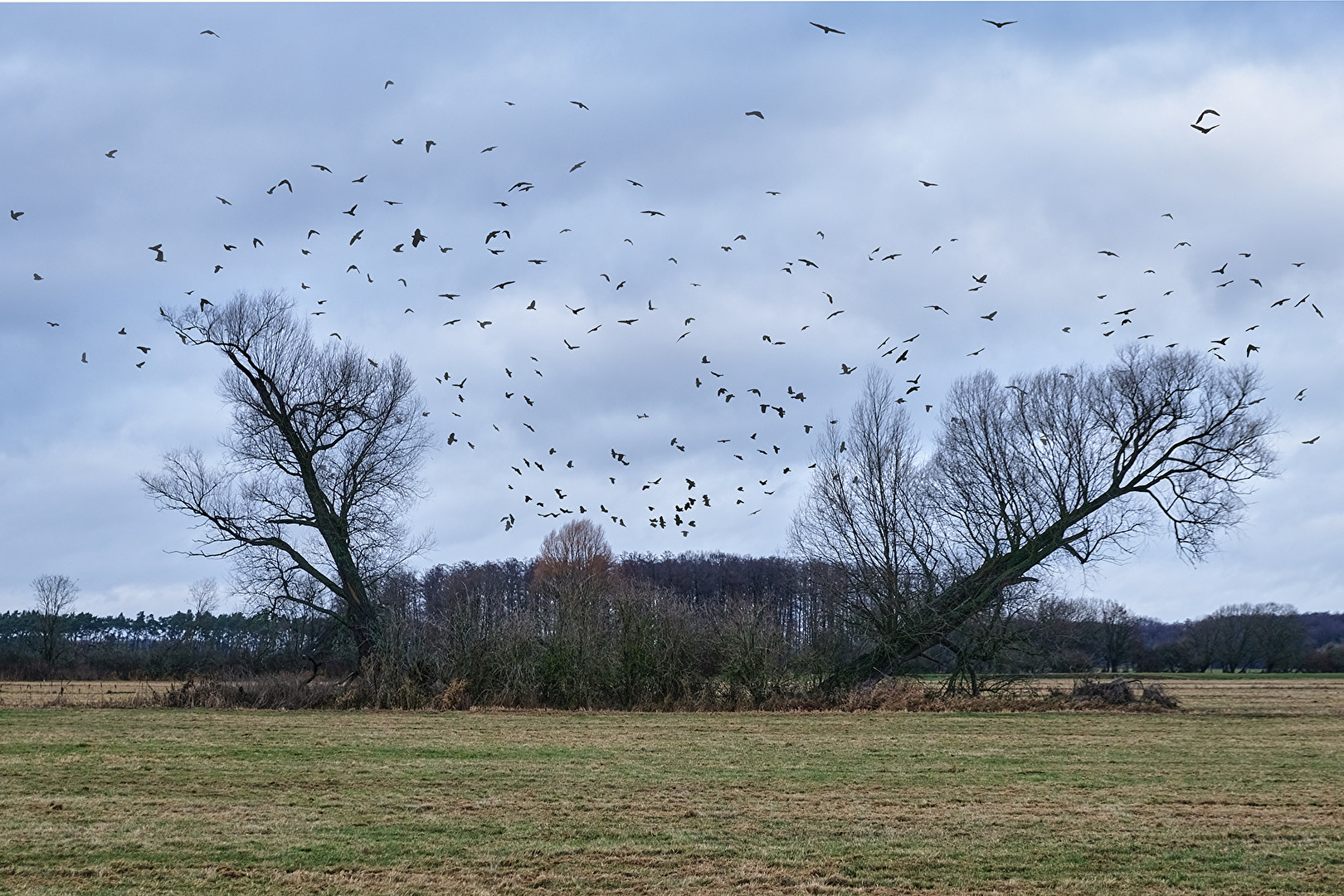 Fotomontage Landschaft-Vögel