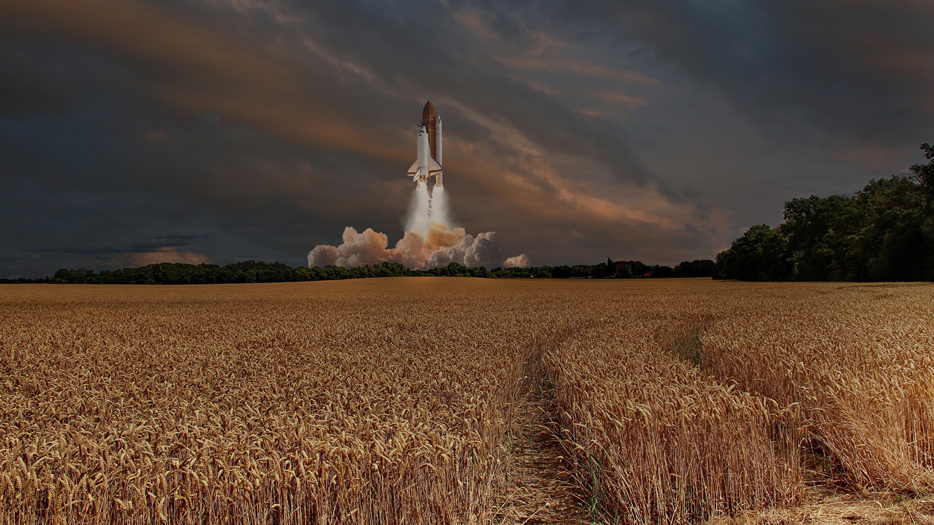 Countdown over golden stalks