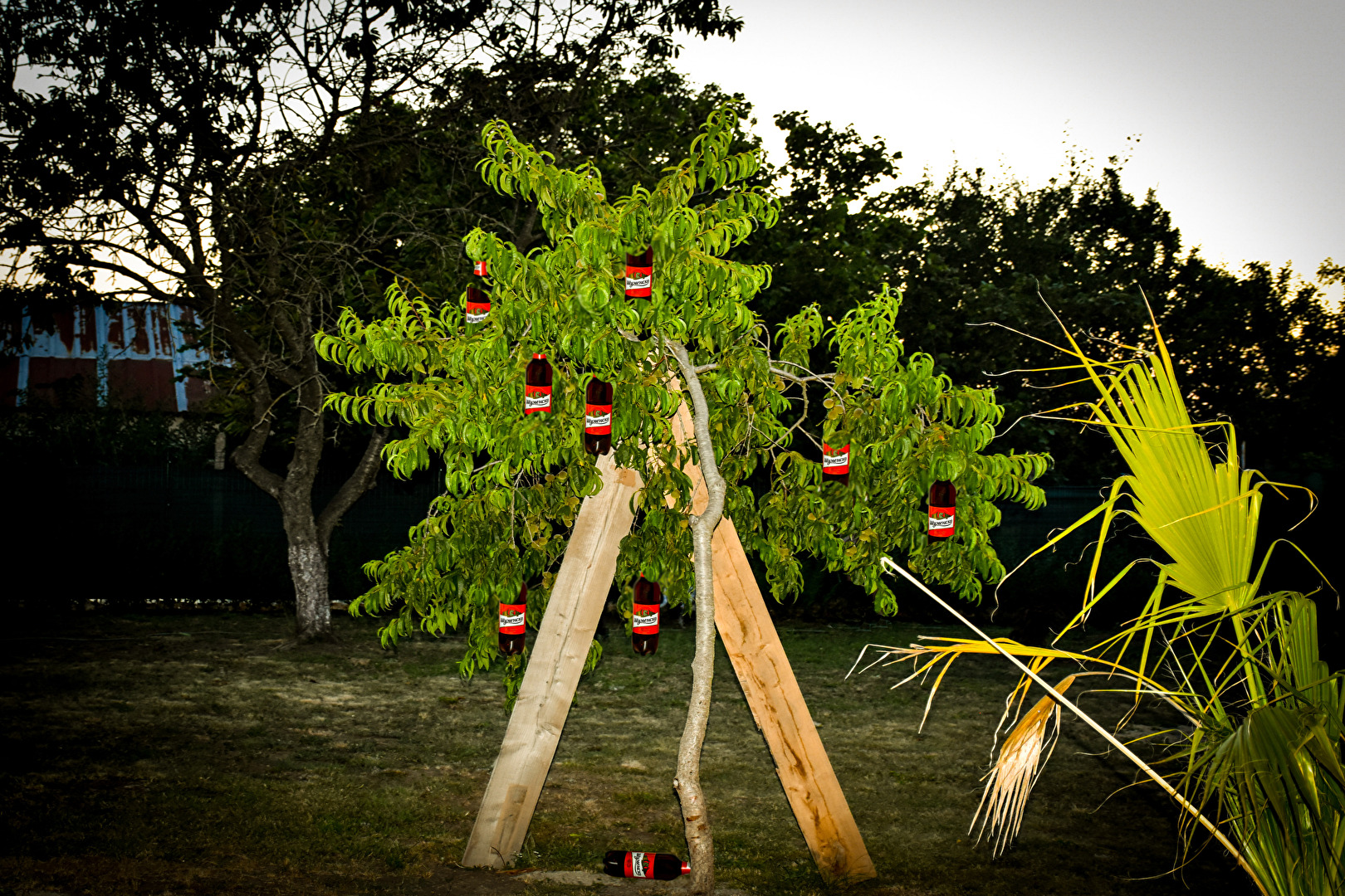 Mein Traum, ein Bierbaum!