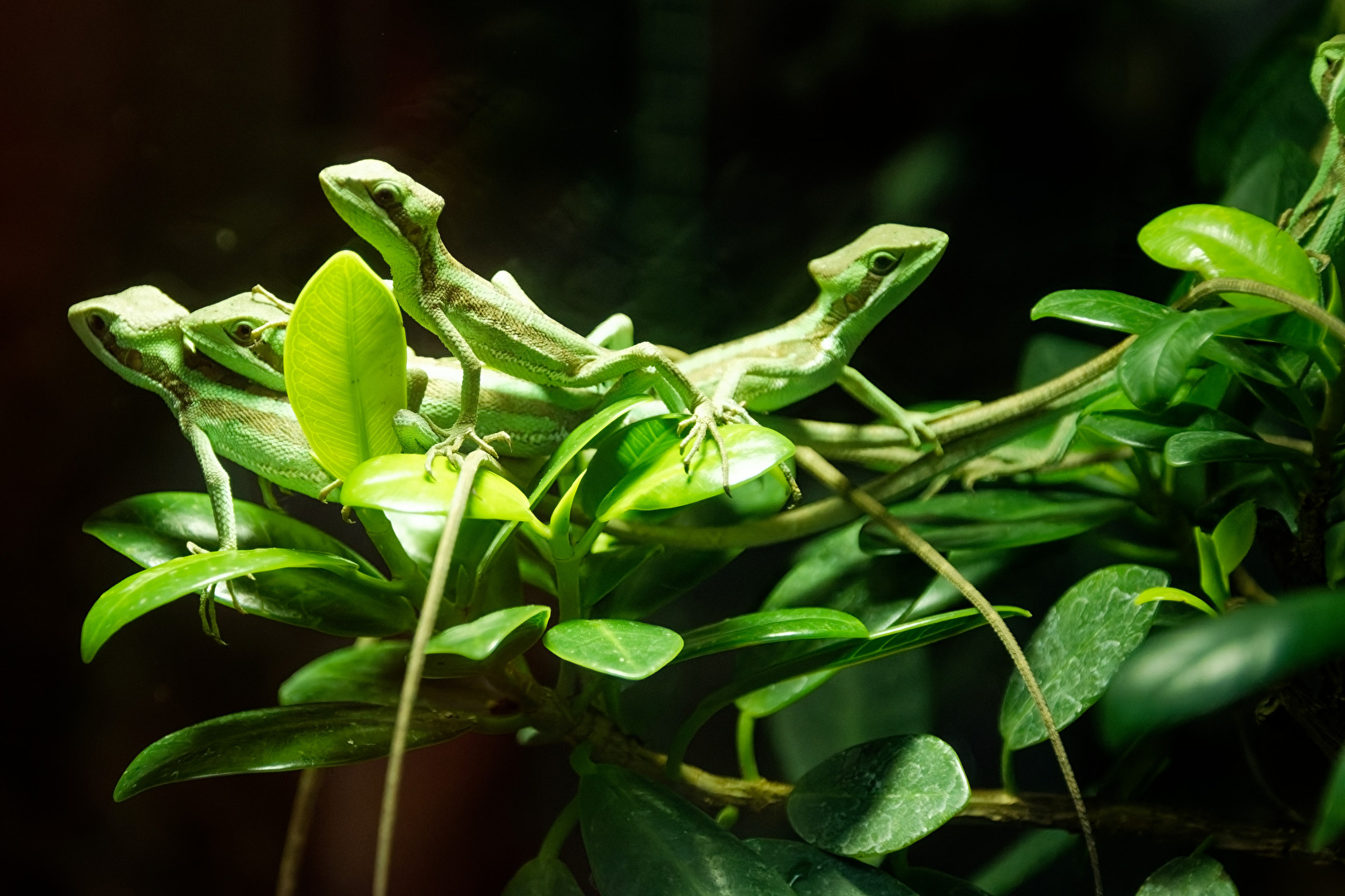 Österlicher Kronenbasilisk
