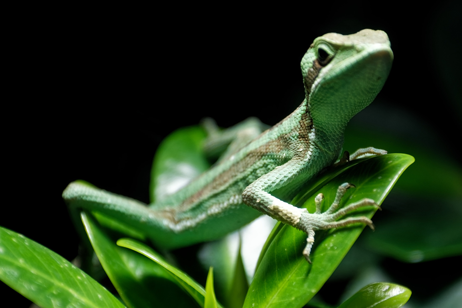 Östlicher Kronenbasilisk