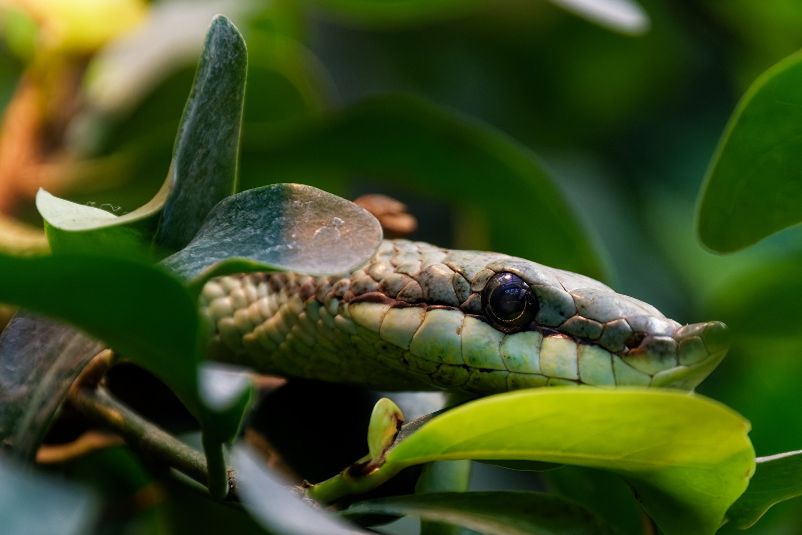 Langnasen-Strauchnatter