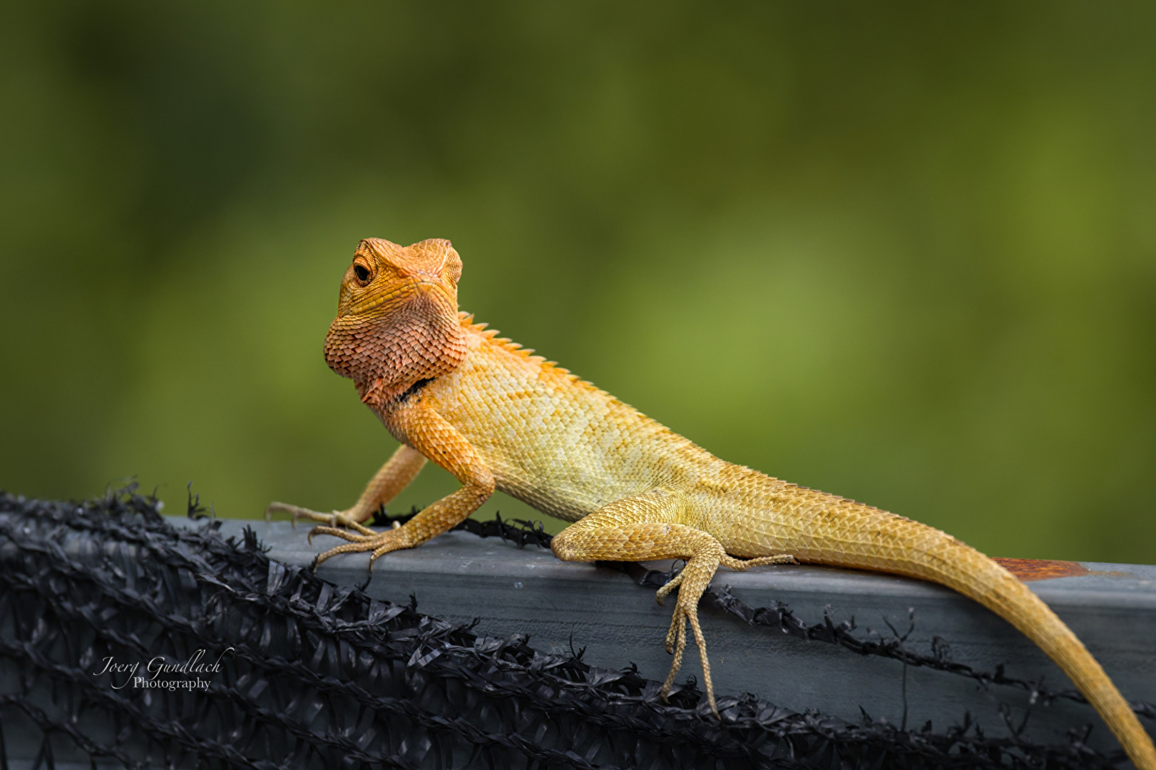 schau mir in die Augen