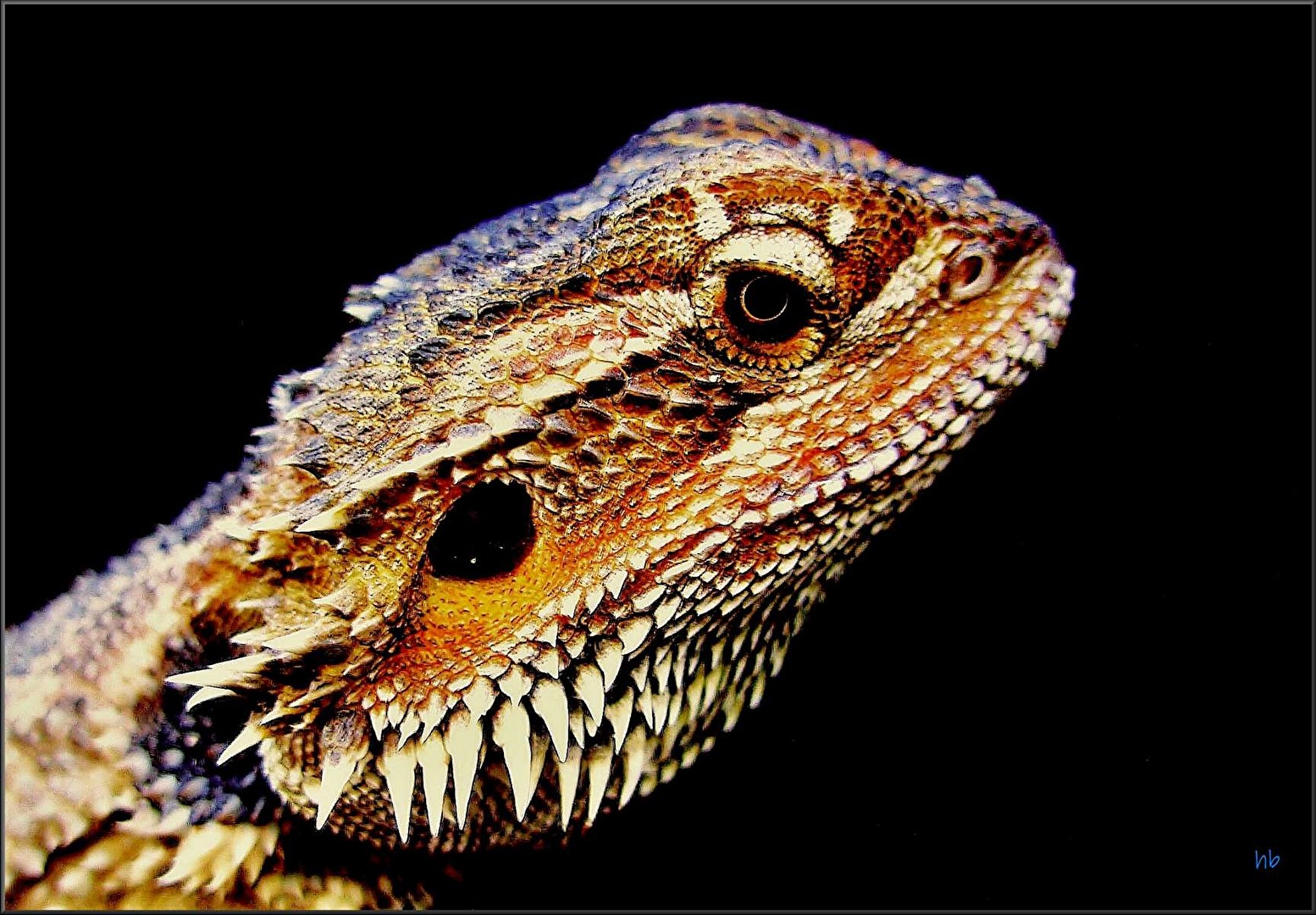 Bartagame