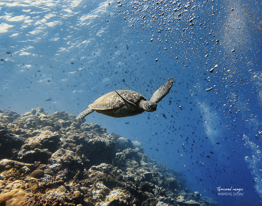 Sea Turtle