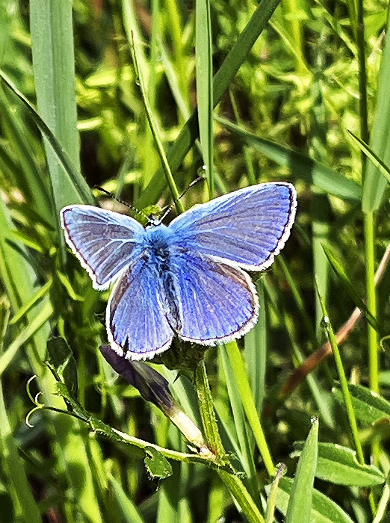Hauhechelbläuling (Polyommatus icarus), auch bekannt als Gemeiner Bläuling