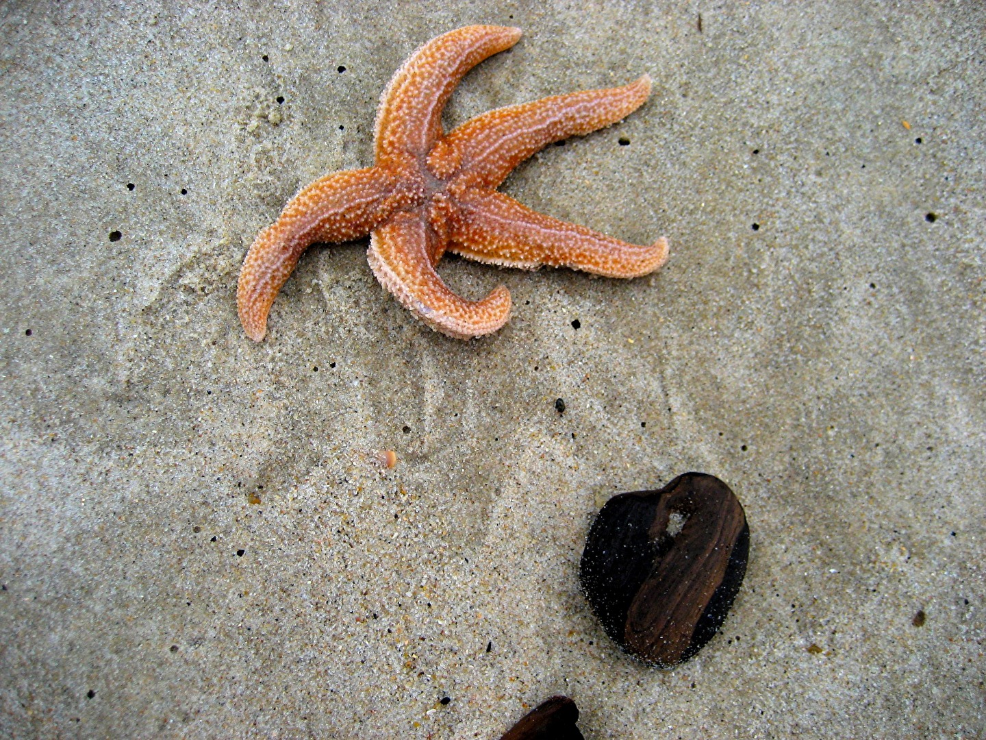 Étoile de mer