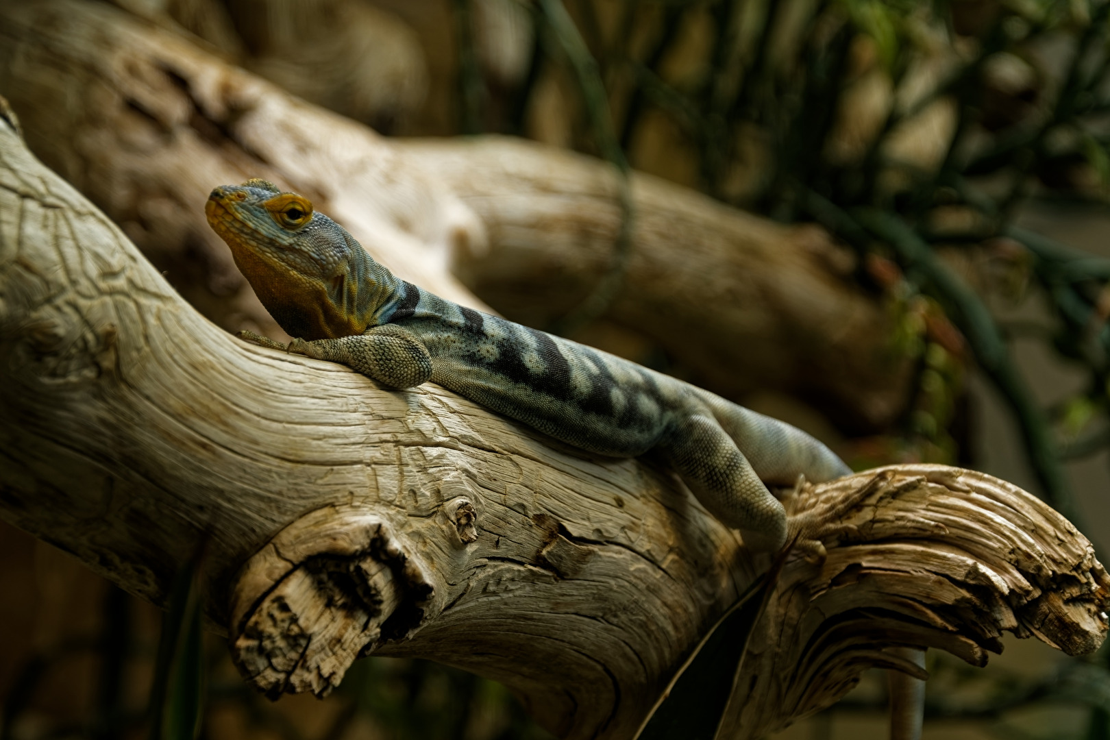 Blauer Felsenleguan