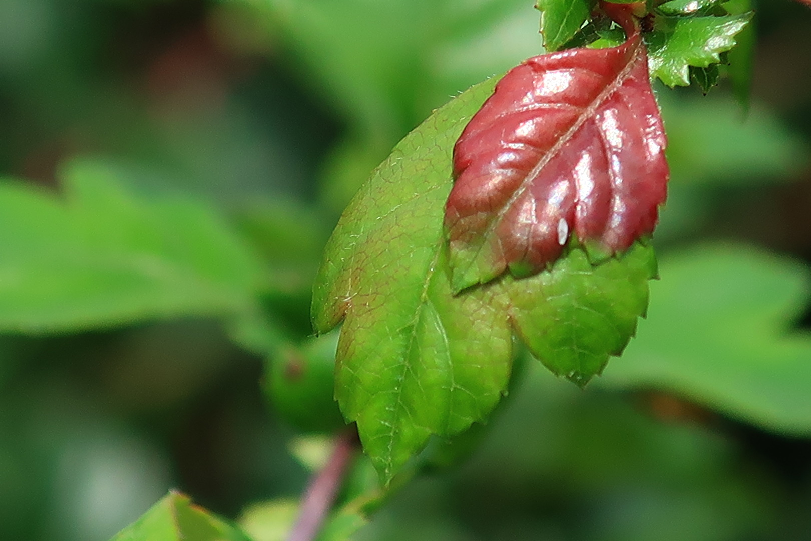 Blüten und Kleinpflanzen (allgemein)