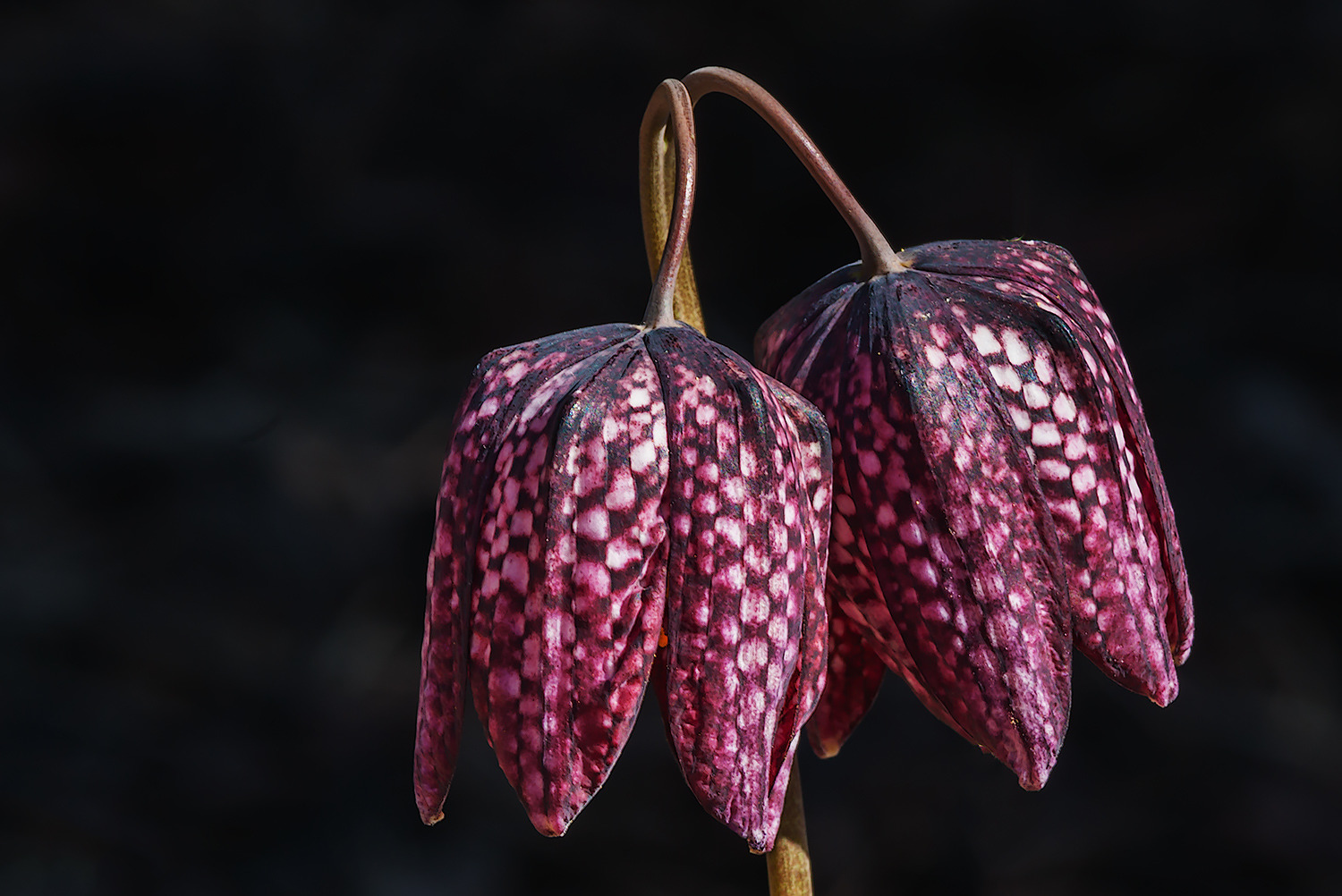 Schachblume (Fritillaria meleagris)