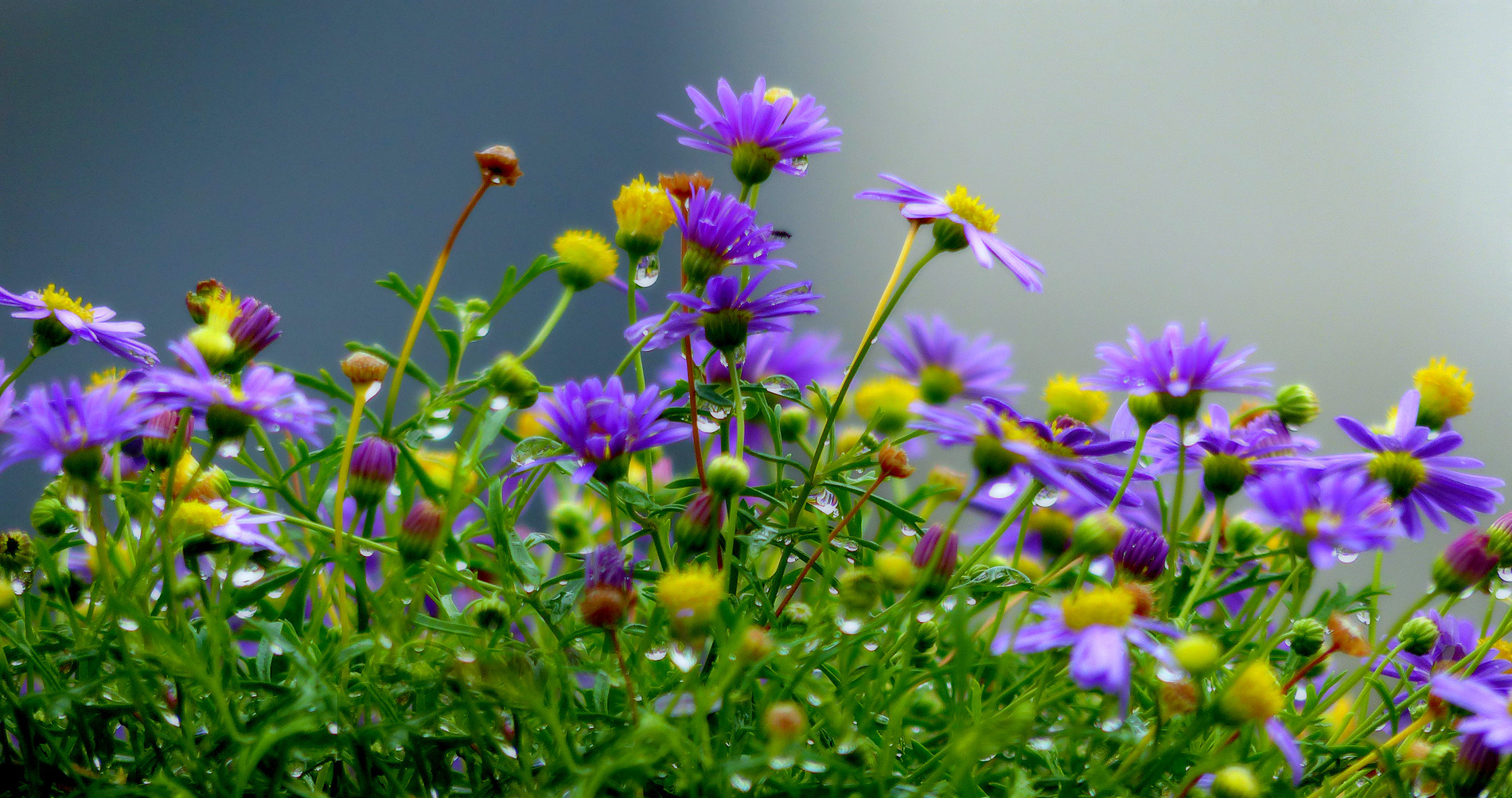 Blüten und Kleinpflanzen (allgemein)